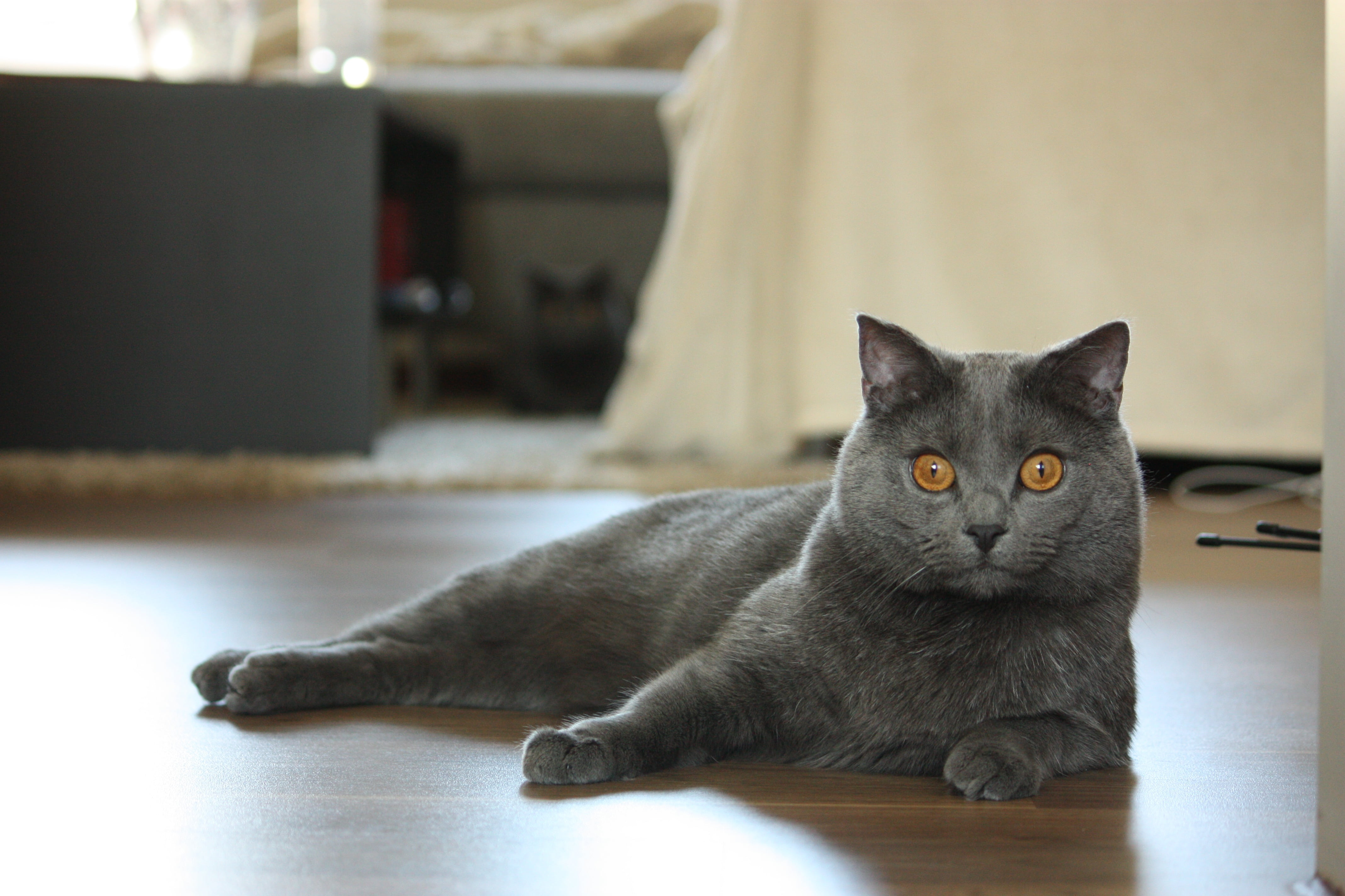 lying down, mieze, pets, relaxation, flooring, 4K, whisker, mammal, domestic cat, blue, domestic animals, feline, wooden, russian, one animal, no people, HD Wallpaper