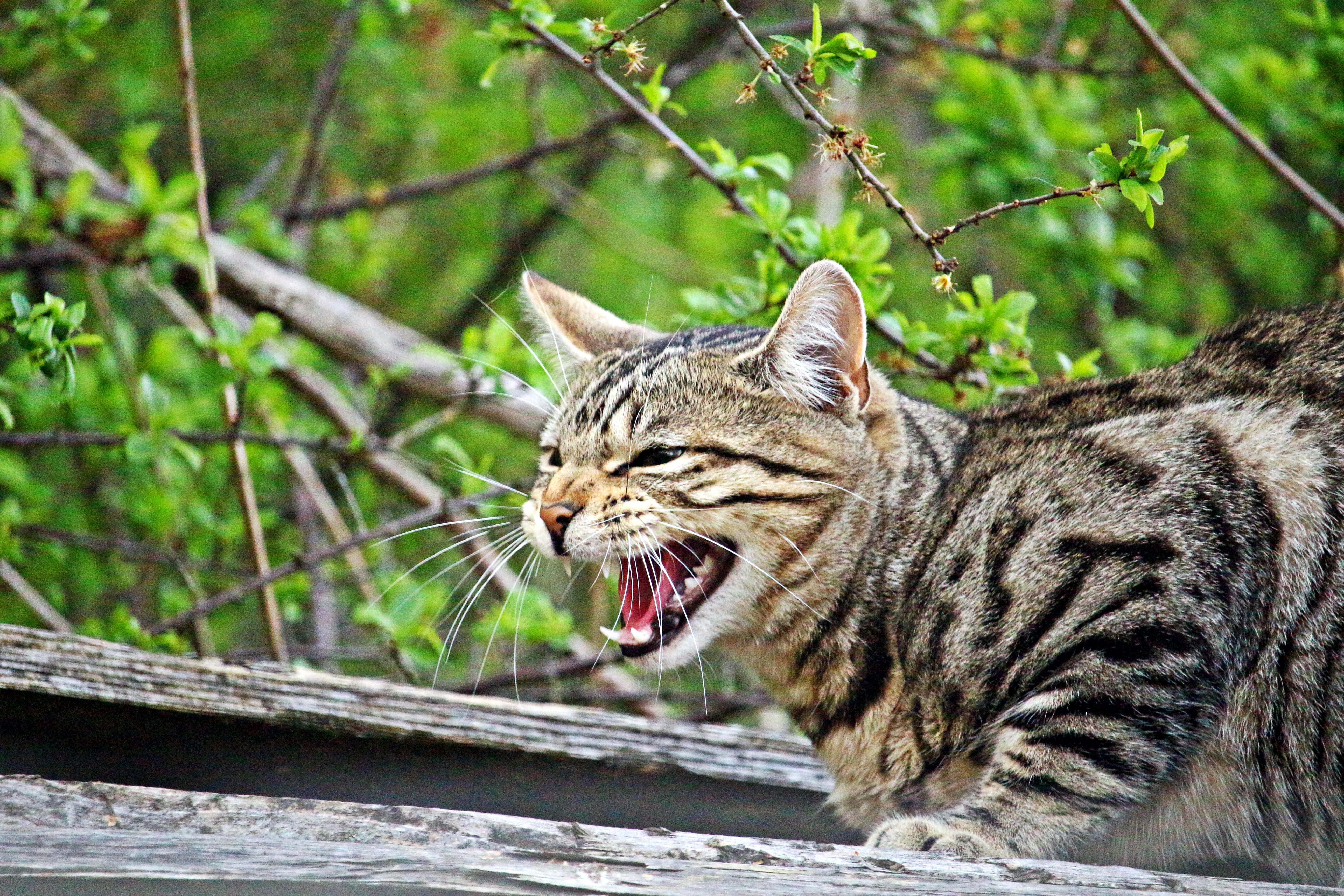 snarling, tree, one animal, focus on foreground, animal mouth, aggression, whisker, Kitten, vertebrate, Tiger Cat, cat, animal wildlife, mammal, mackerel, HD Wallpaper