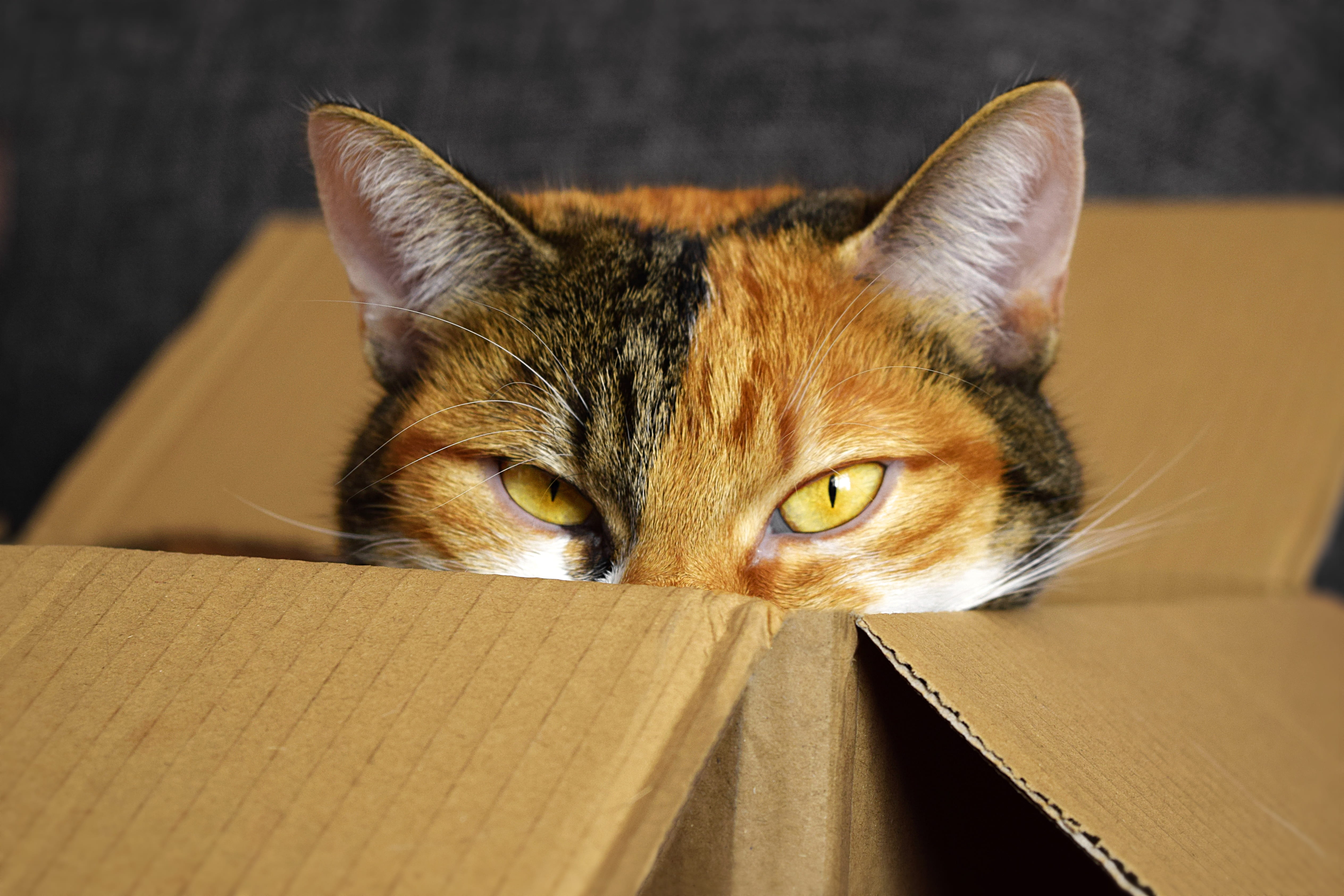 box, indoors, domestic cat, cardboard, feline, one animal, portrait, calico, pets, cozy place, whisker, cardboard box, brown, looking at camera, animal, HD Wallpaper