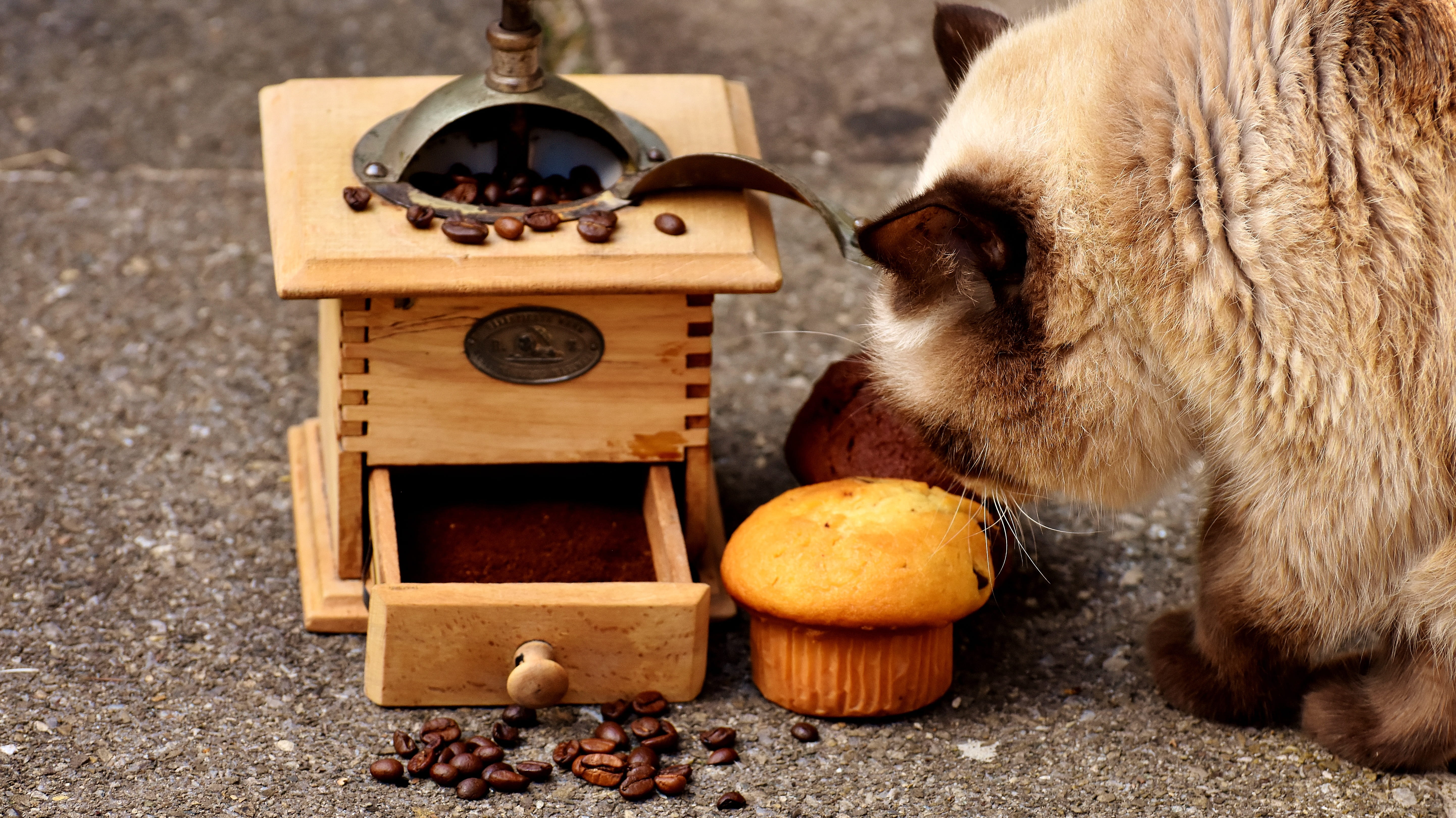antique, schokoladenmuffins, mieze, fur, primate, benefit from, monkey, no people, one animal, small cakes, baked food, nature, coffee beans, sweet, chocolate, HD Wallpaper