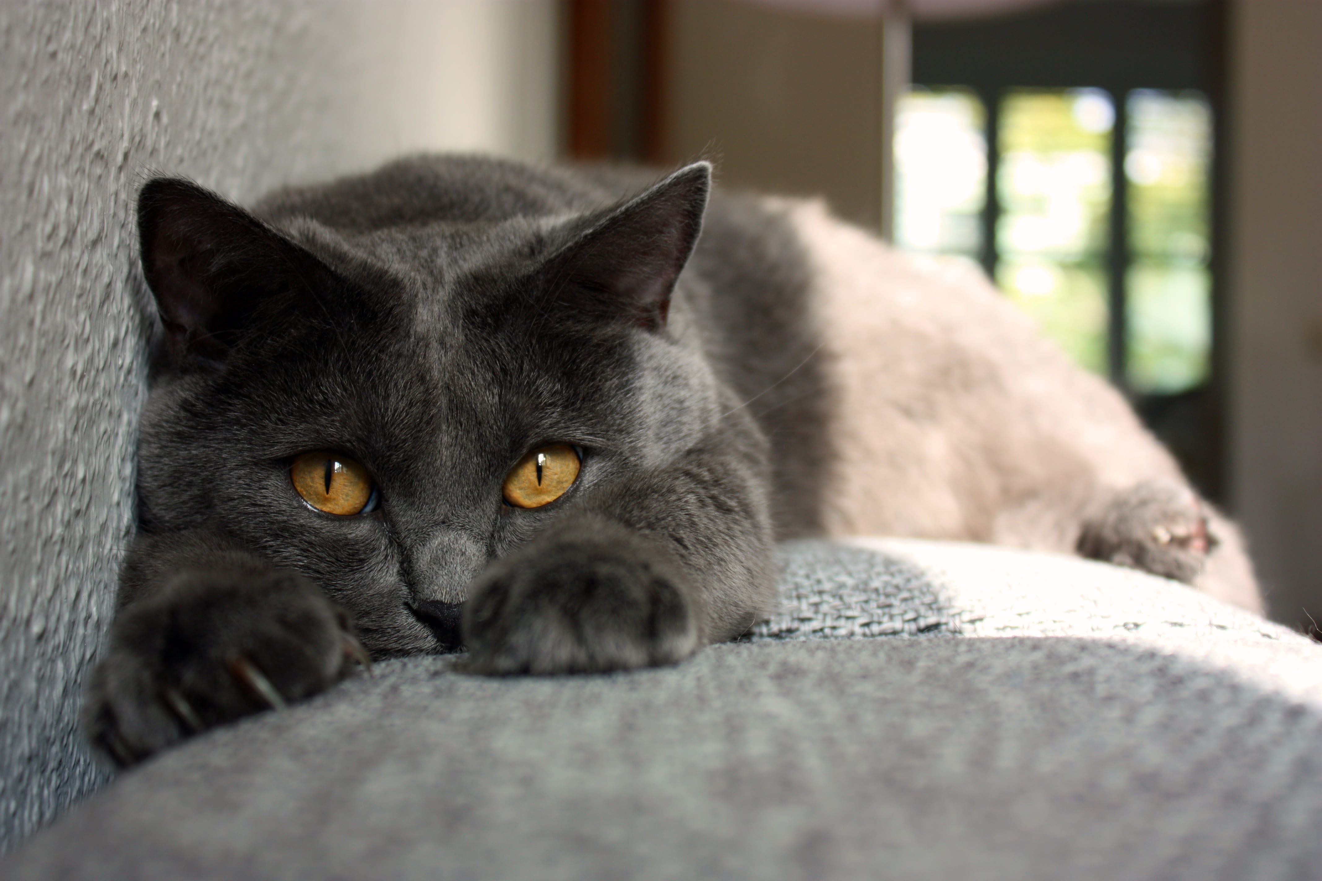 animal, one animal, relaxation, cat, chartreux, animal themes, animal head, pet, domestic cat, portrait, looking at camera, feline, lying, mieze, domestic animals, HD Wallpaper