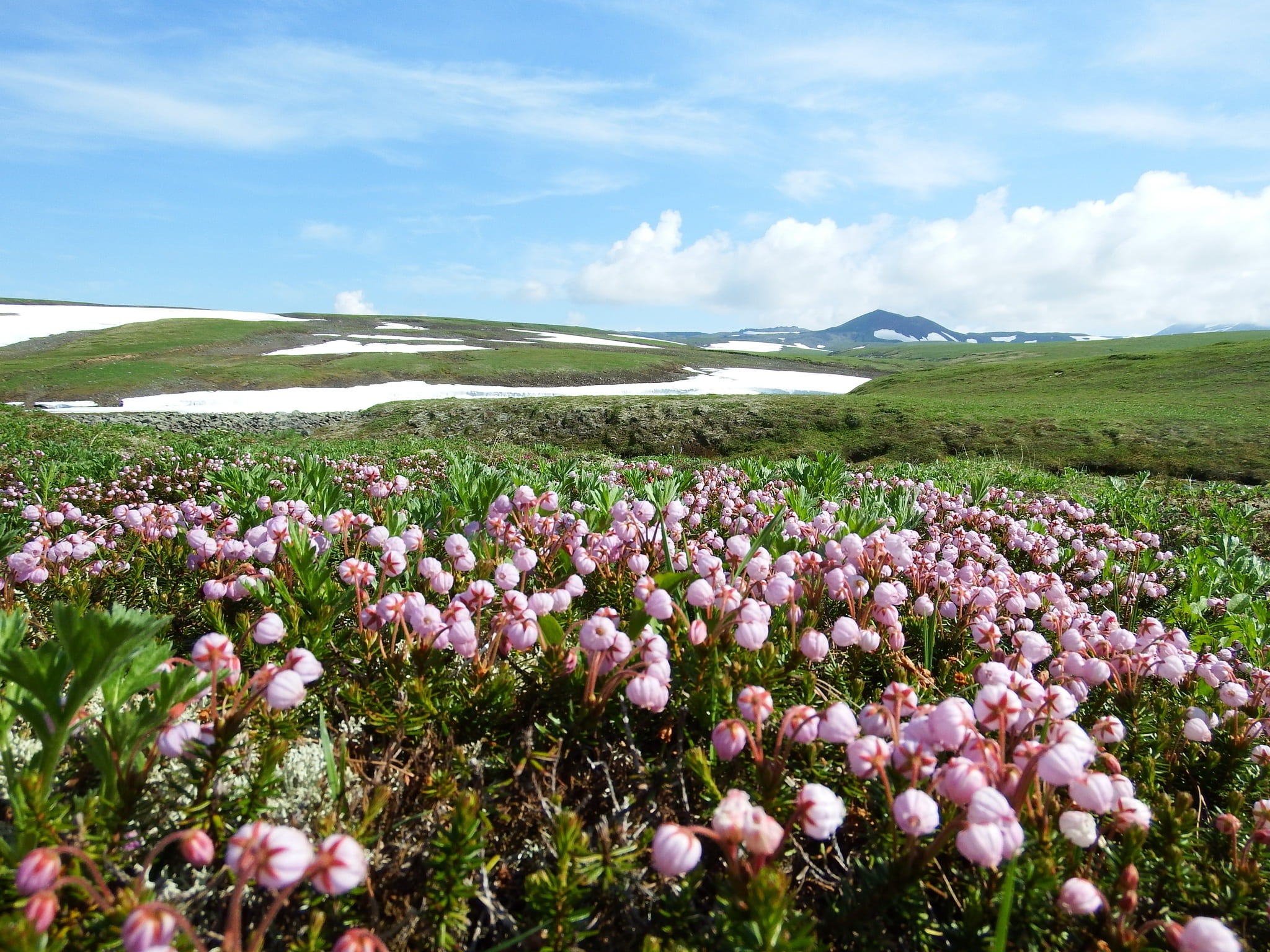 1080P, growth, mountain plateau, flowers, snow, environment, river, no people, flowering plant, landscape, freshness, field, mountains, travelling, scenics - nature, HD Wallpaper