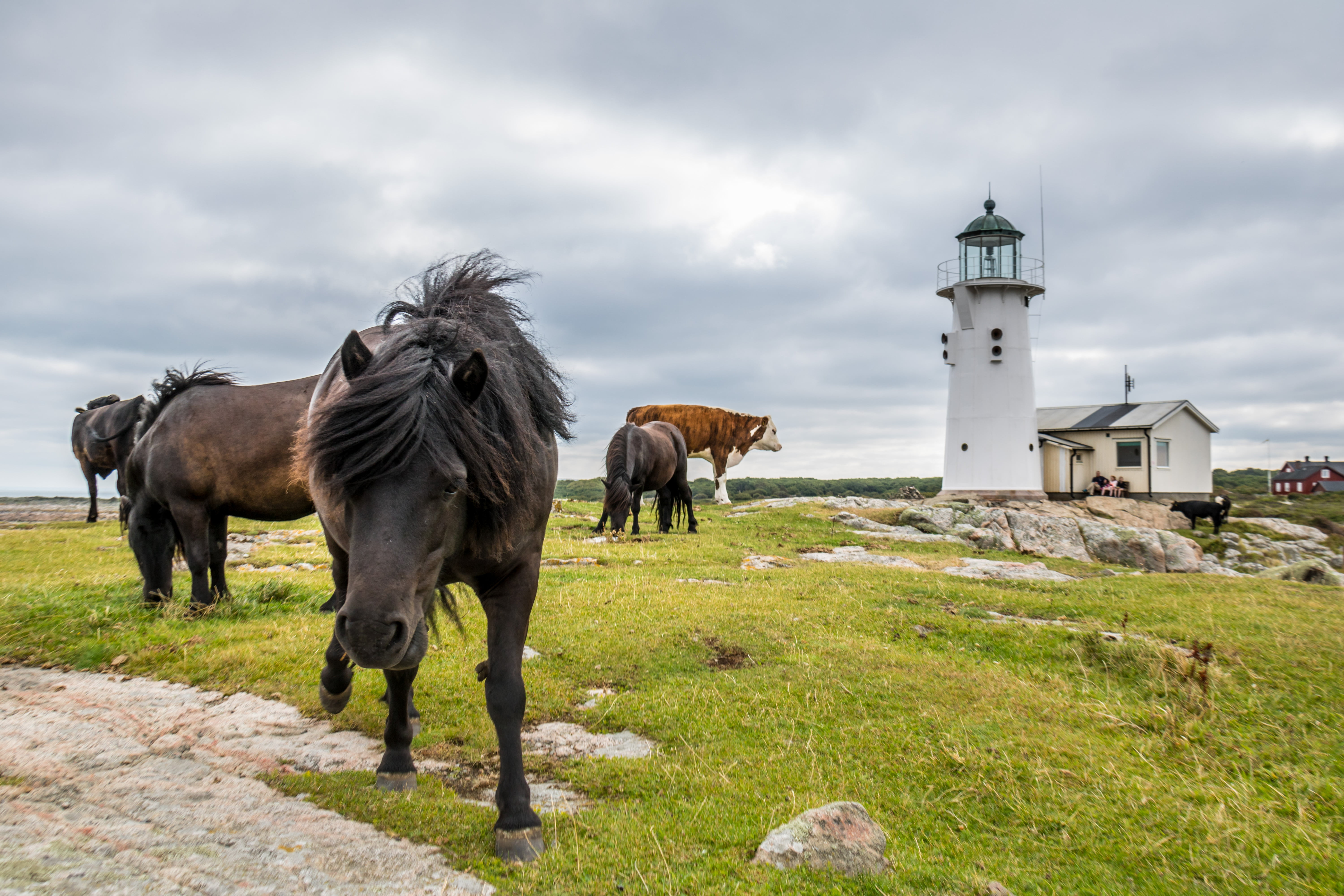 brown, nature, 760d, geo, black horse, Horses, green grass, cloudy, cattle, state, model, grass, lens, daytime, s18, outdoors, Hallands väderö, iso_speed, HD Wallpaper