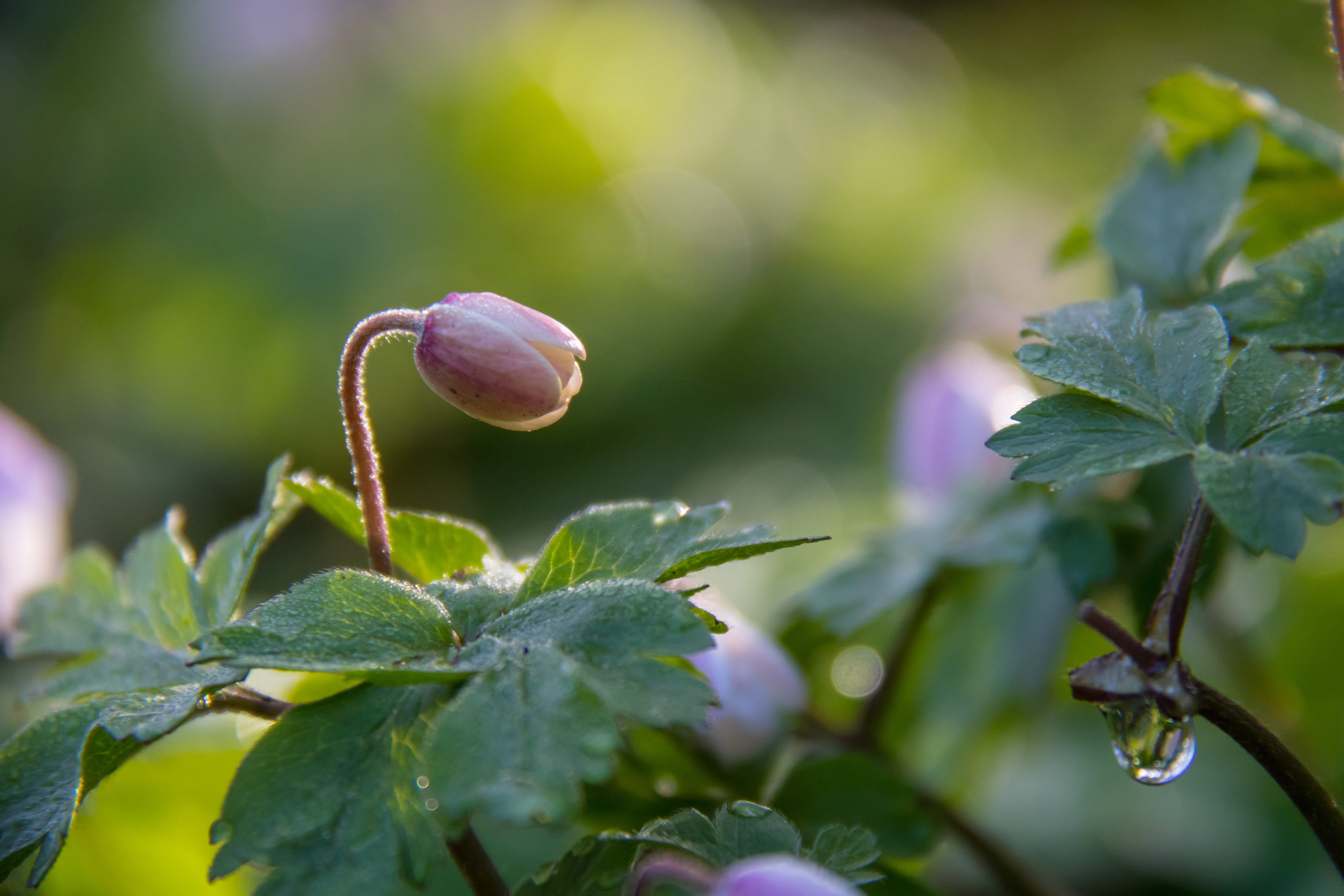 lens, leaf, close-up, freshness, mm, ƒ / 5, green Color, vår, ef, springtime, canon, plant, canon eos, 5K, geo:location, spring, flower bud, geo, iso_speed, HD Wallpaper