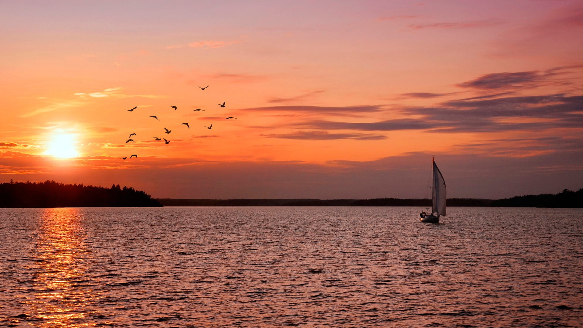 outdoors, tranquil Scene, no people, 1080P, surface of the water, sailing, large group of animals, silence, freedom, animal themes, flying, travel, blue, HD Wallpaper