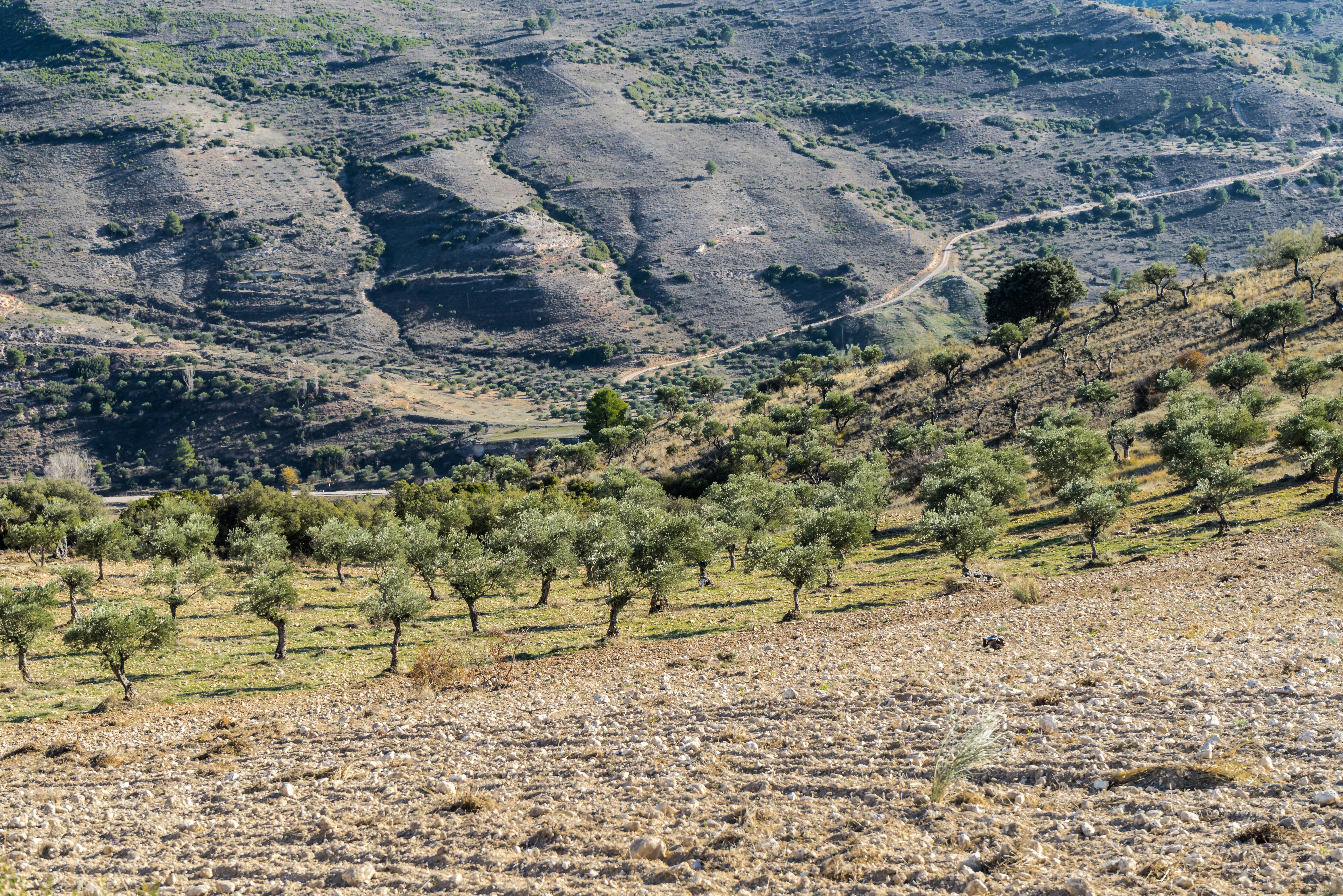 tree, no people, forest, mount, day, movement, desert, mountain, remote, plateau, landscape, beauty in nature, orography, tranquil scene, viewpoint, geology, HD Wallpaper