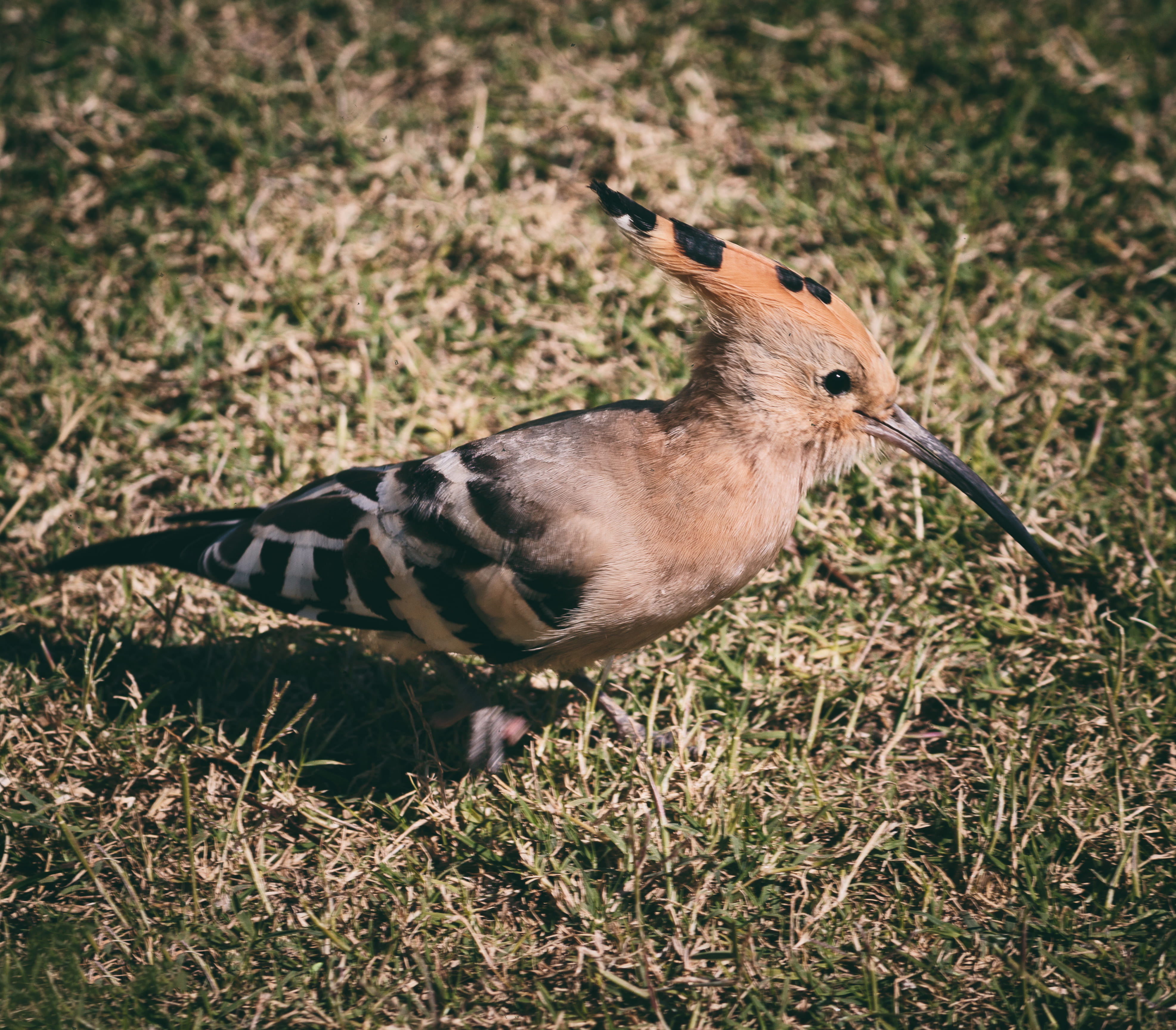 focus on foreground, outdoors, day, jay, plant, woodpecker, animals in the wild, long beak, animal, perching, india, beak, eyes, one animal, vegetation, HD Wallpaper