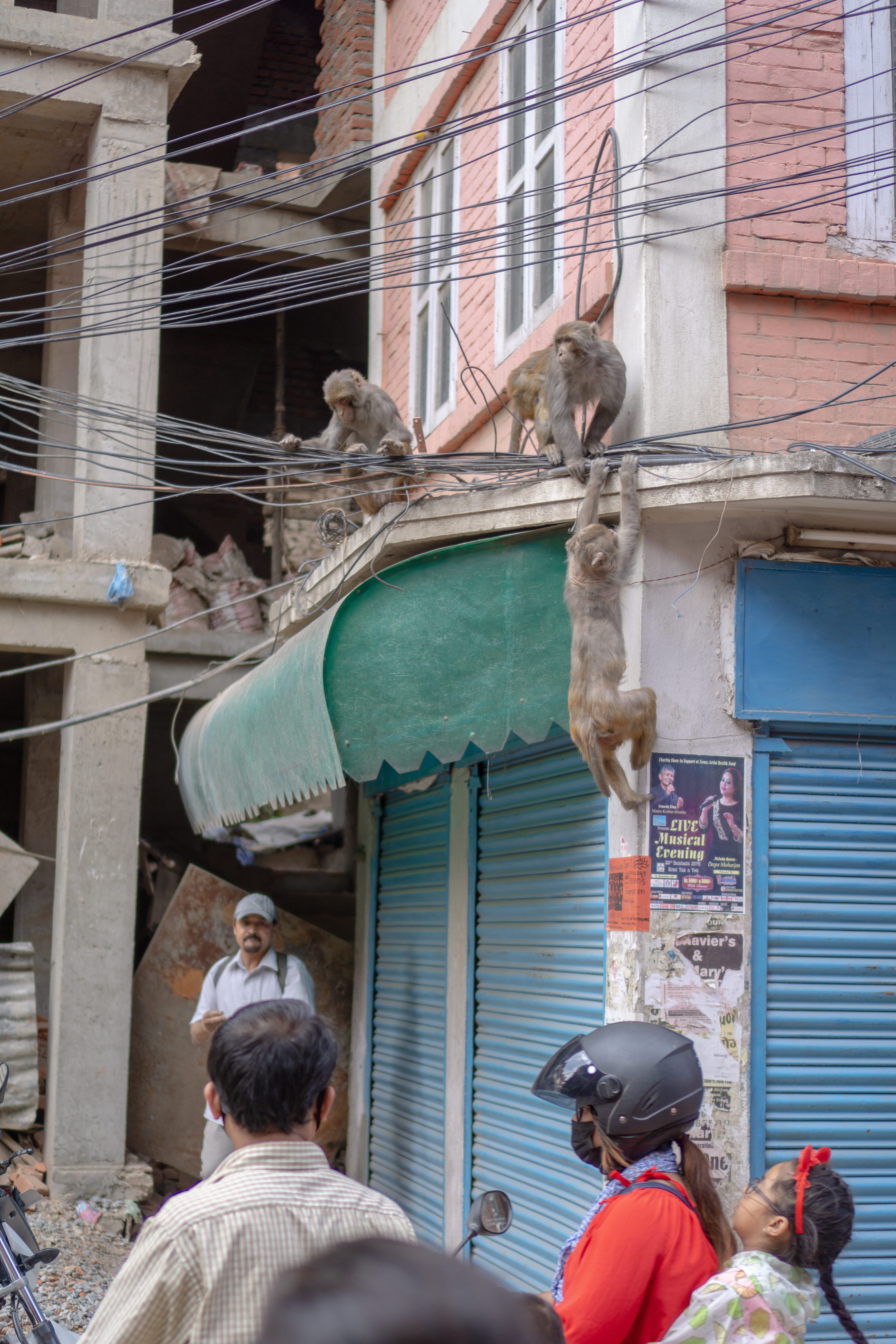 building, monkey, 5K, men, lifestyles, mammal, building exterior, one animal, vertebrate, people, built structure, adult, rear view, day, patan dubar square, Phone HD Wallpaper