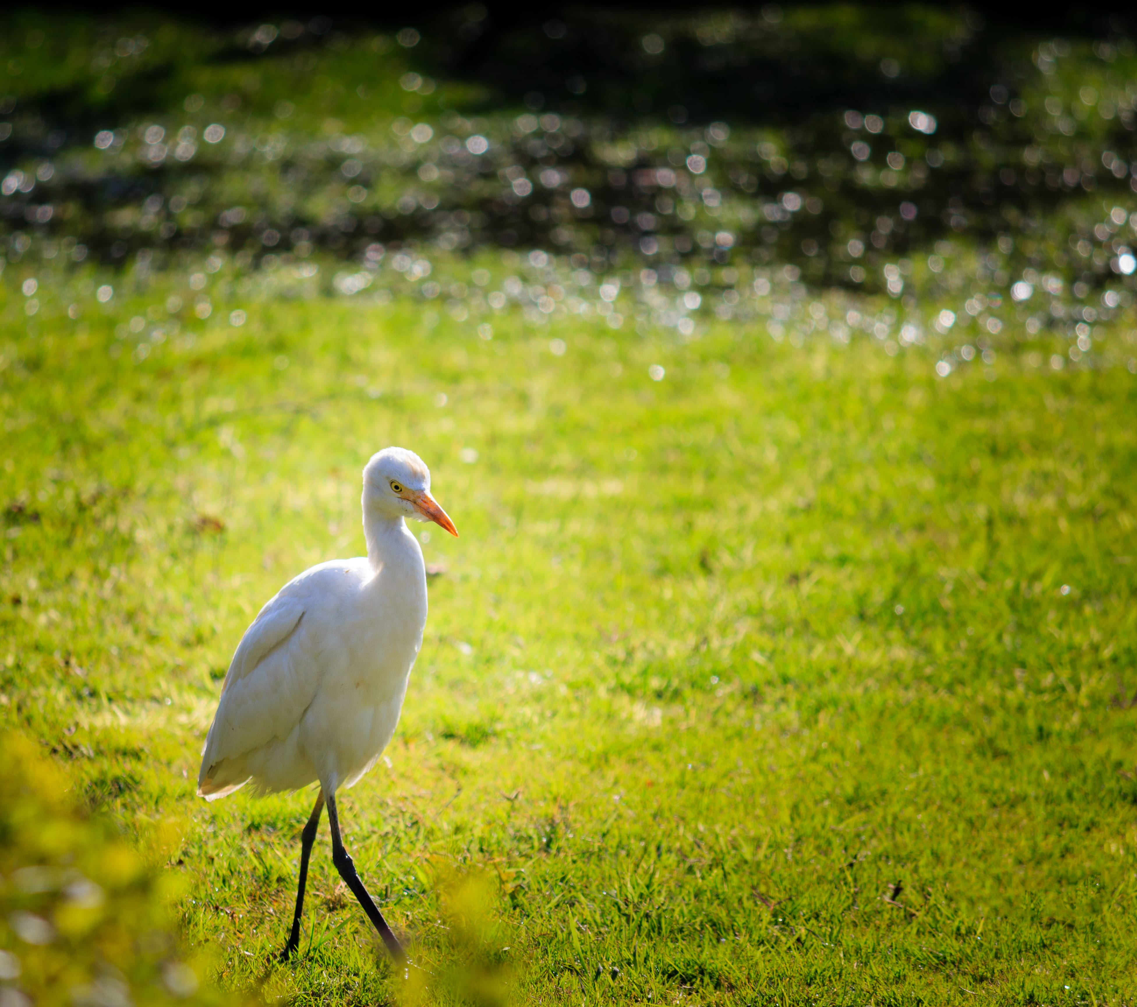 grass, egret, cranes, nature, 4K, white, focus on foreground, eye, waterfowl, natural light, perching, stork, green color, one animal, white bird, india, HD Wallpaper