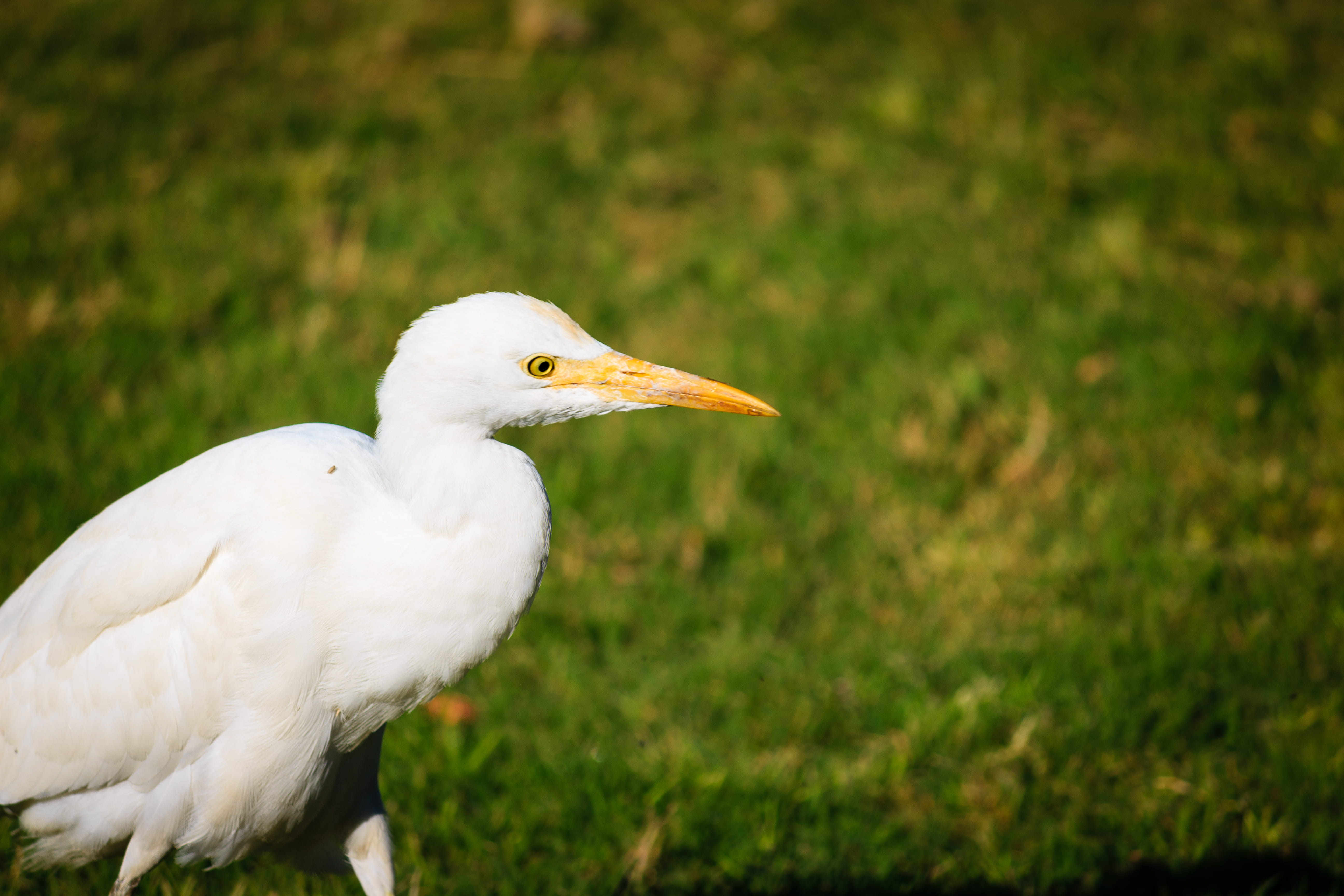 day, waterfowl, crane, vertebrate, green color, grass, animal, outdoors, eye, circuit house, white color, stork, ardeidae, bird, nature, natural light, HD Wallpaper