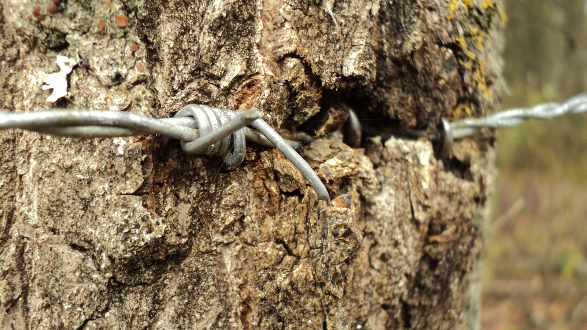 Trunk, close, wood - material, textured, day, lizard, one animal, animal, tree trunk, stubbornness, barb, breaking, close-up, Nature, wire, outdoors, animal wildlife, HD Wallpaper