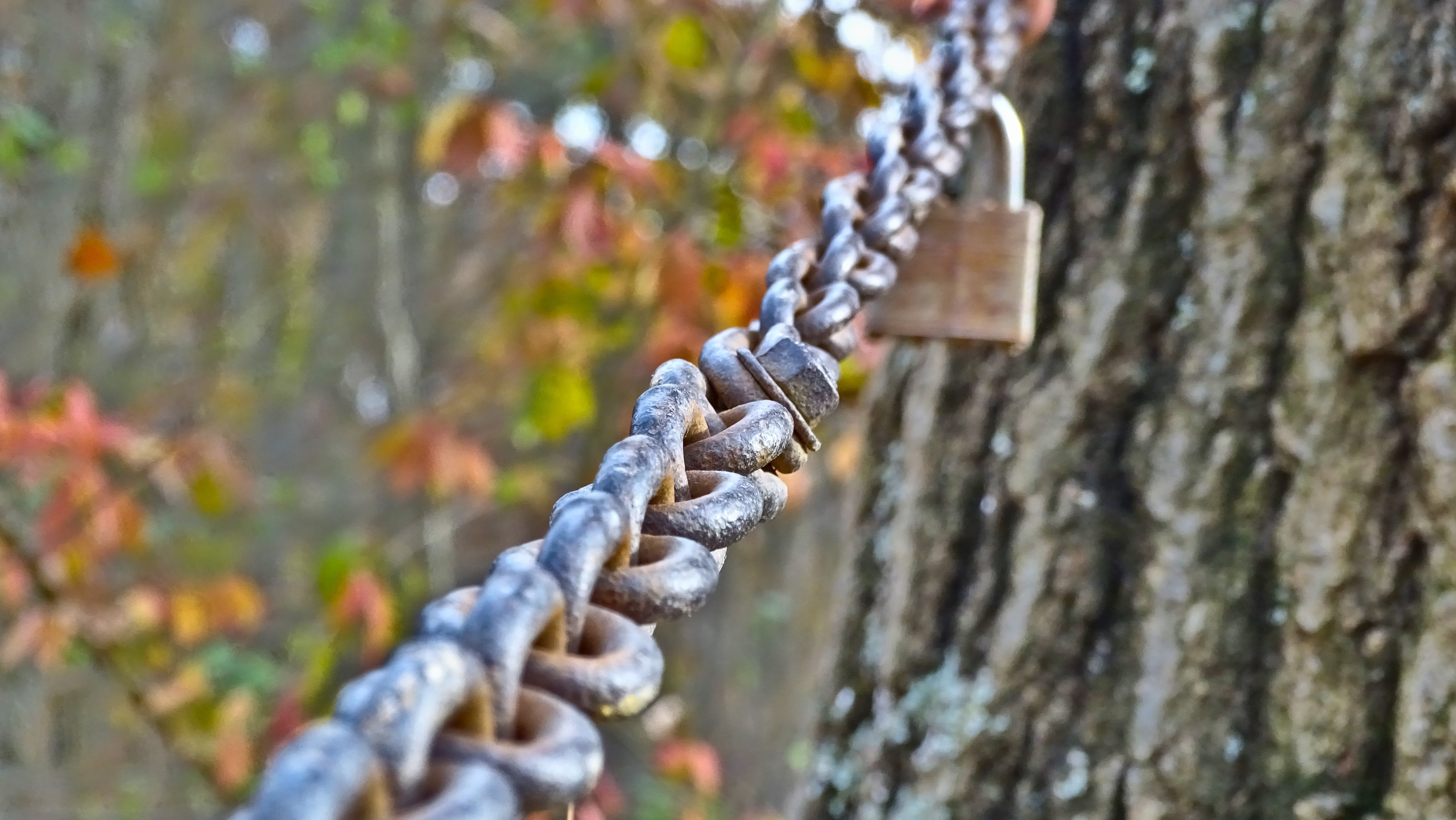 close-up, connection, strength, focus on foreground, blurry, 4K, trunk, outdoors, land, hanging, gate, selective focus, chain, fall, metal, tree, wood - material, HD Wallpaper