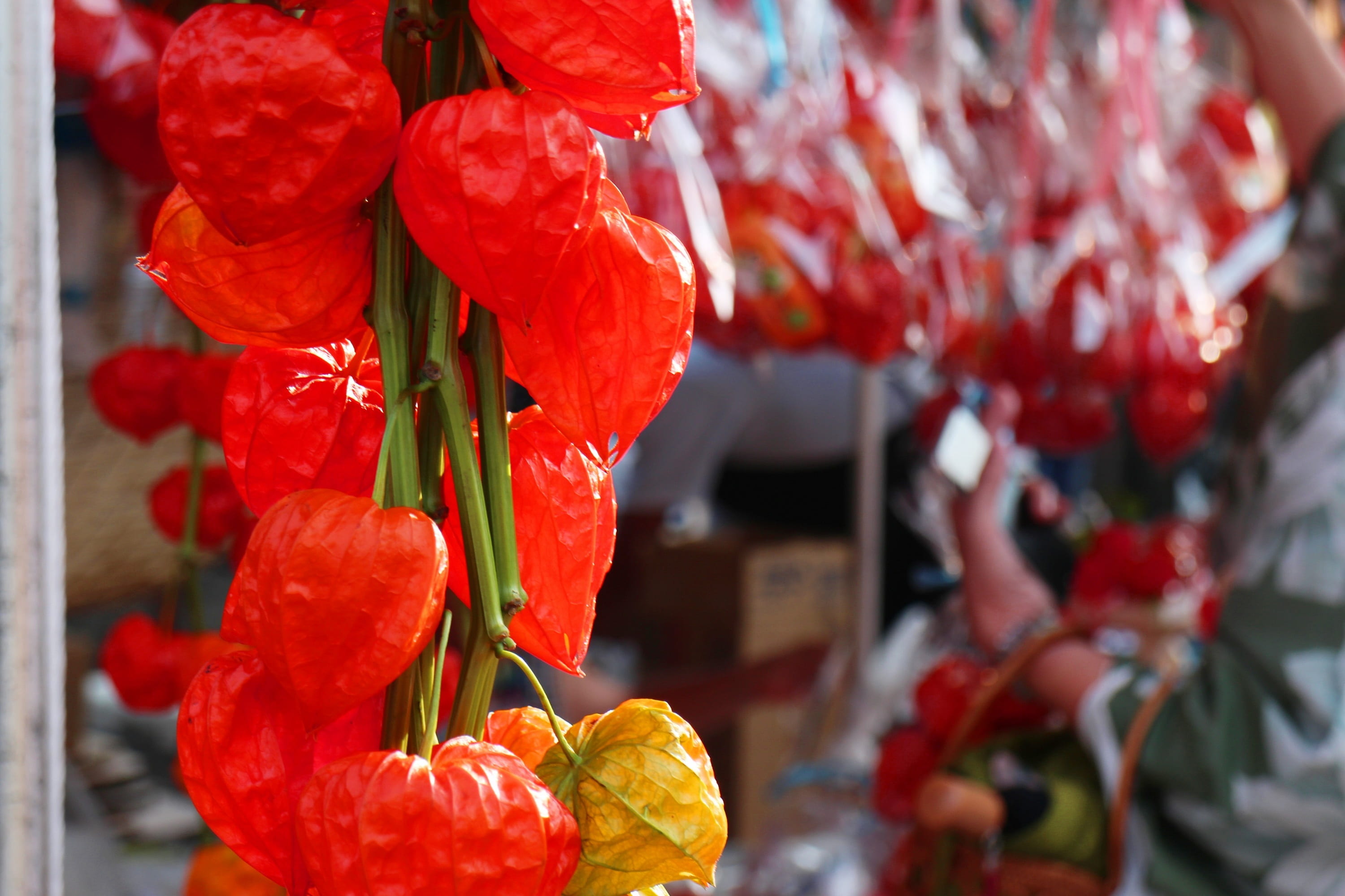 fruit, precinct, asakusa, selective focus, wellbeing, 2K, close-up, food and drink, healthy eating, ripe, freshness, japan, beauty in nature, a, flowering plant, HD Wallpaper