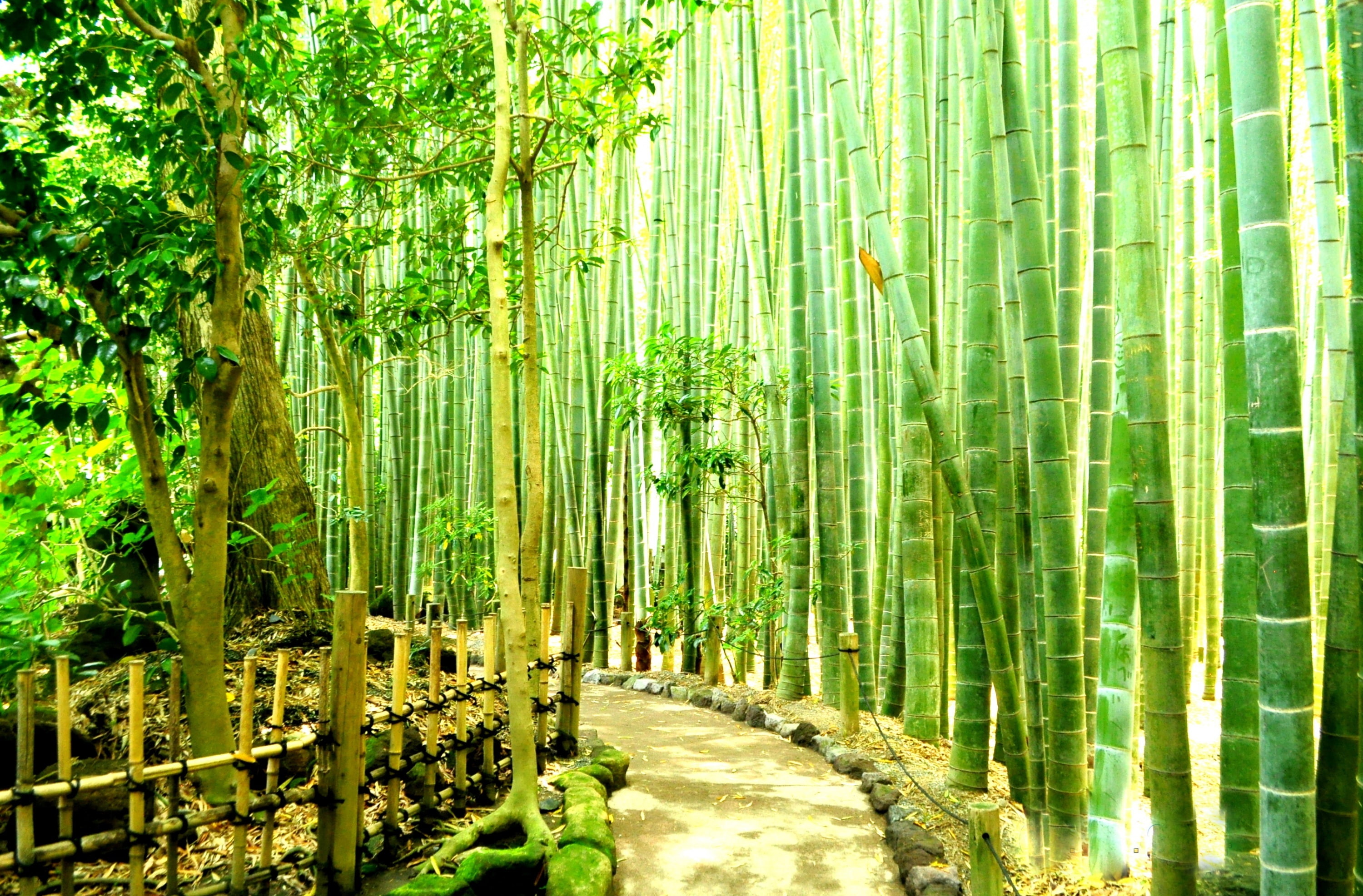footpath, Asia, nature, bamboo grove, tranquility, forest, sunlight, Japan, green color, bamboo, tranquil scene, land, tree, growth, direction, plant, beauty in nature, HD Wallpaper