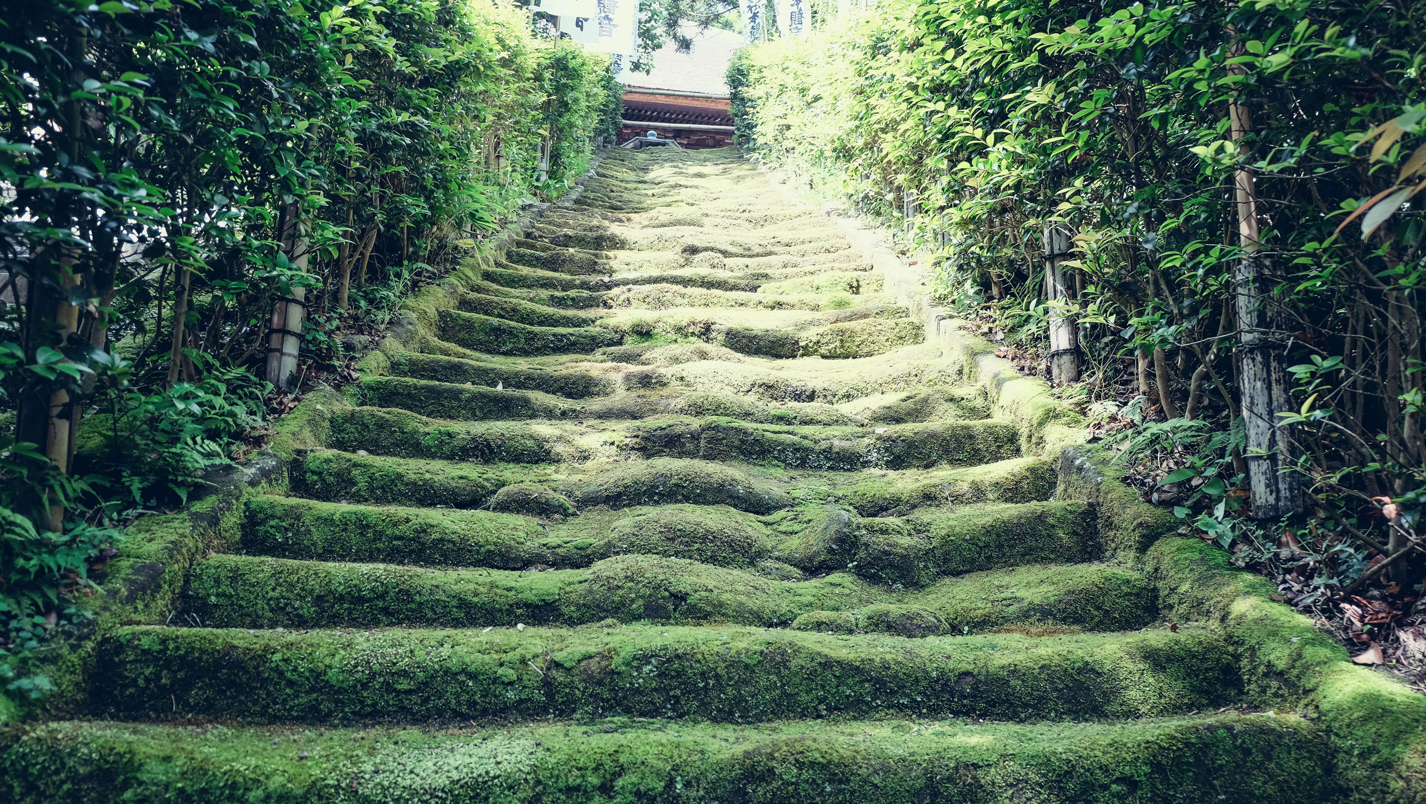 direction, nature, day, high angle view, scenics - nature, no people, hedge, architecture, forest, 4K, plant, japan, beauty in nature, outdoors, tree, HD Wallpaper