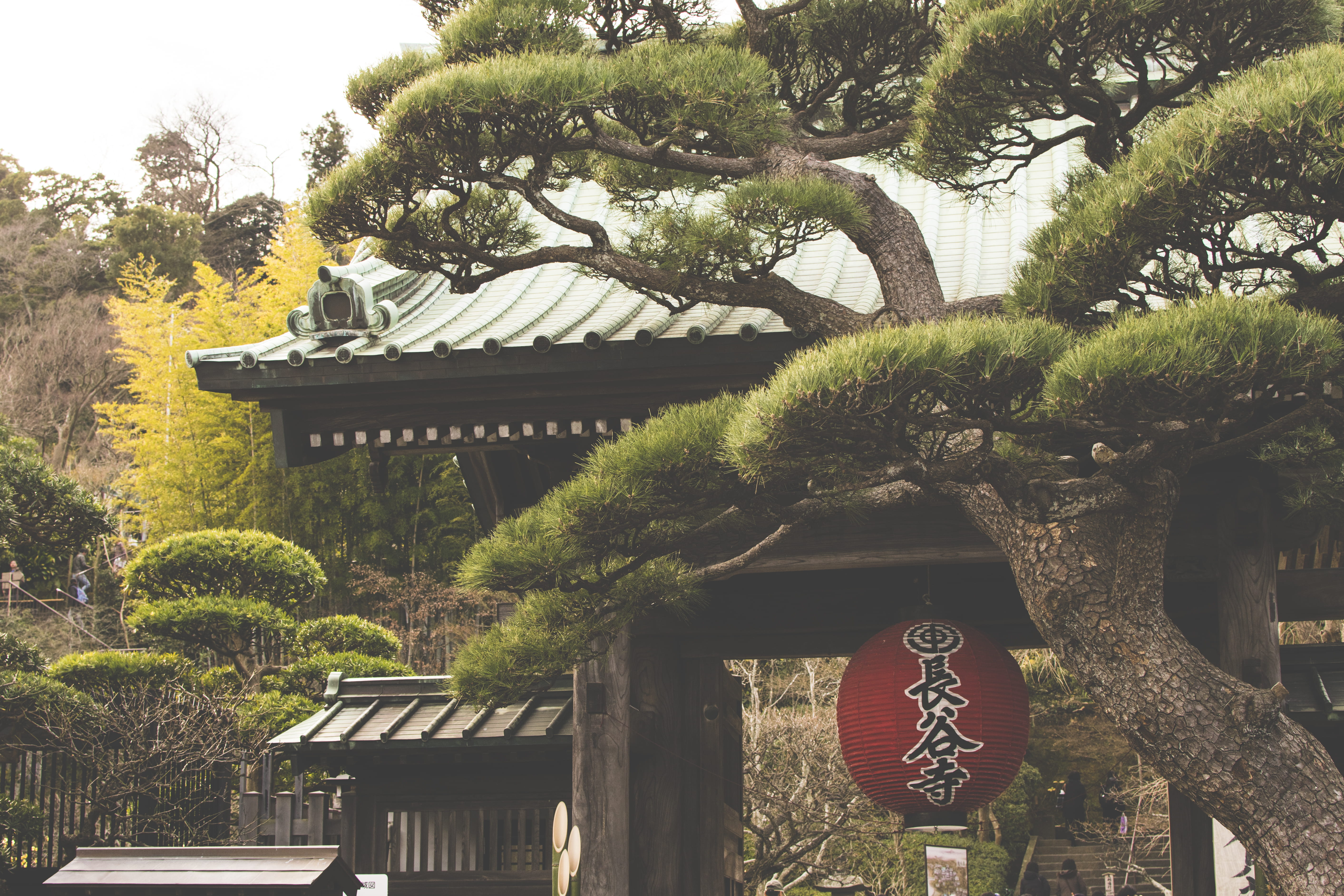architecture, religion, communication, outdoors, temple, lantern, spirituality, japan, tree, 5K, growth, roof, day, sky, plant, no people, green, wood, HD Wallpaper