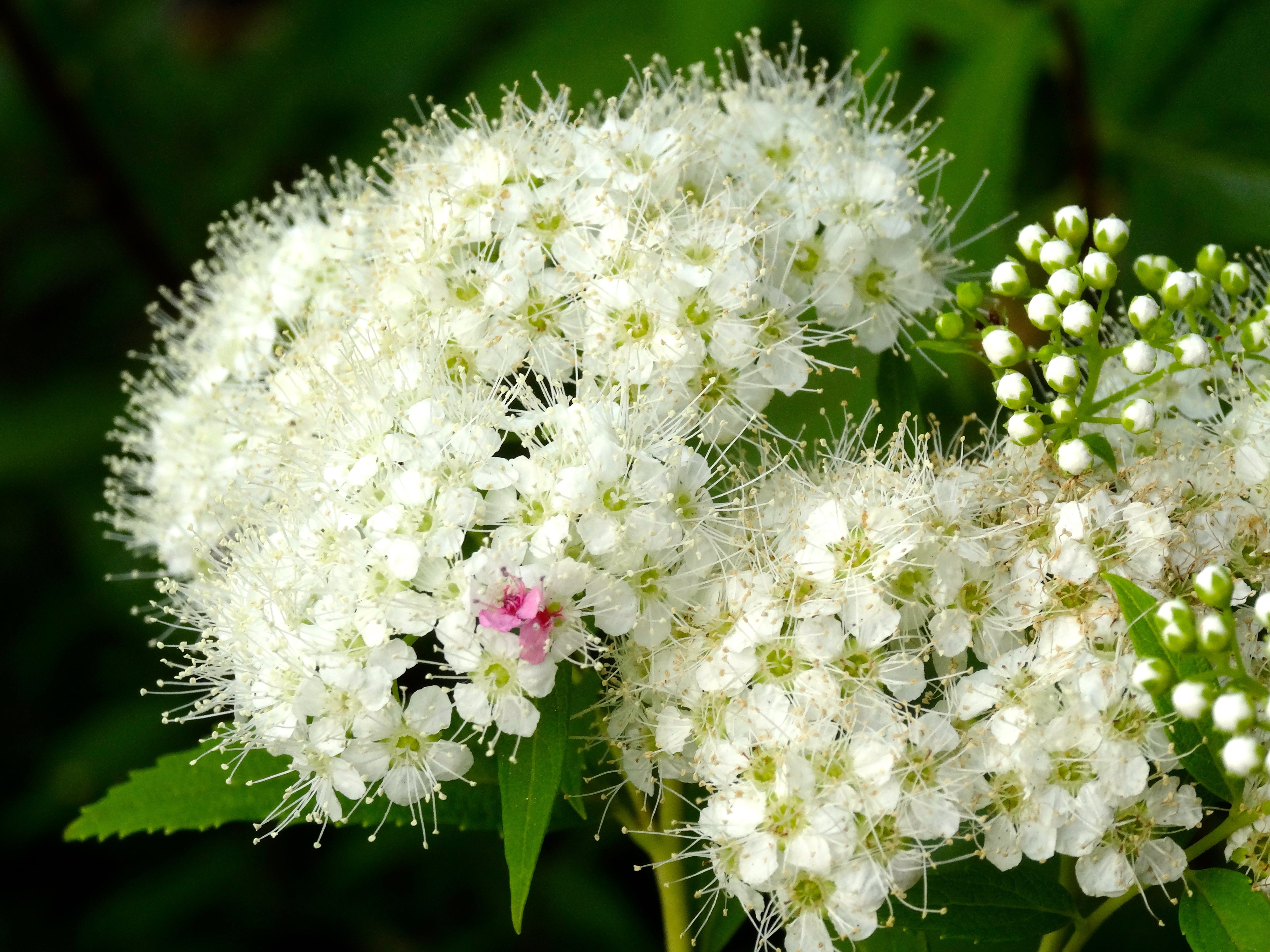beauty in nature, growth, focus on foreground, white color, freshness, natural, kamakura, vulnerability, flowers, flowering plant, flower head, bunch of flowers, HD Wallpaper