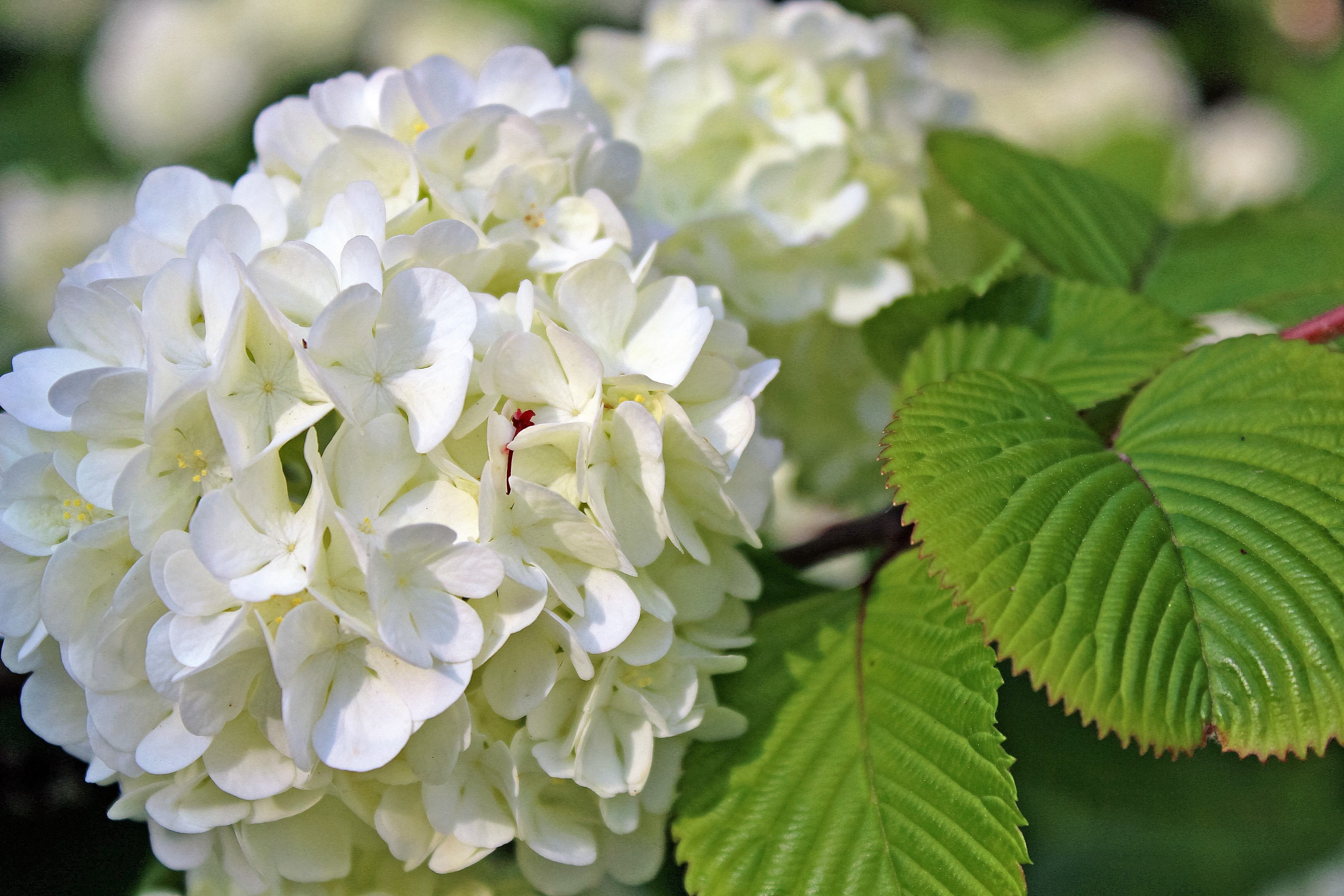 flowering plant, flowers, flower, beauty in nature, fragility, it is, vulnerability, leaf, white, growth, kamakura, petal, bunch of flowers, white color, HD Wallpaper