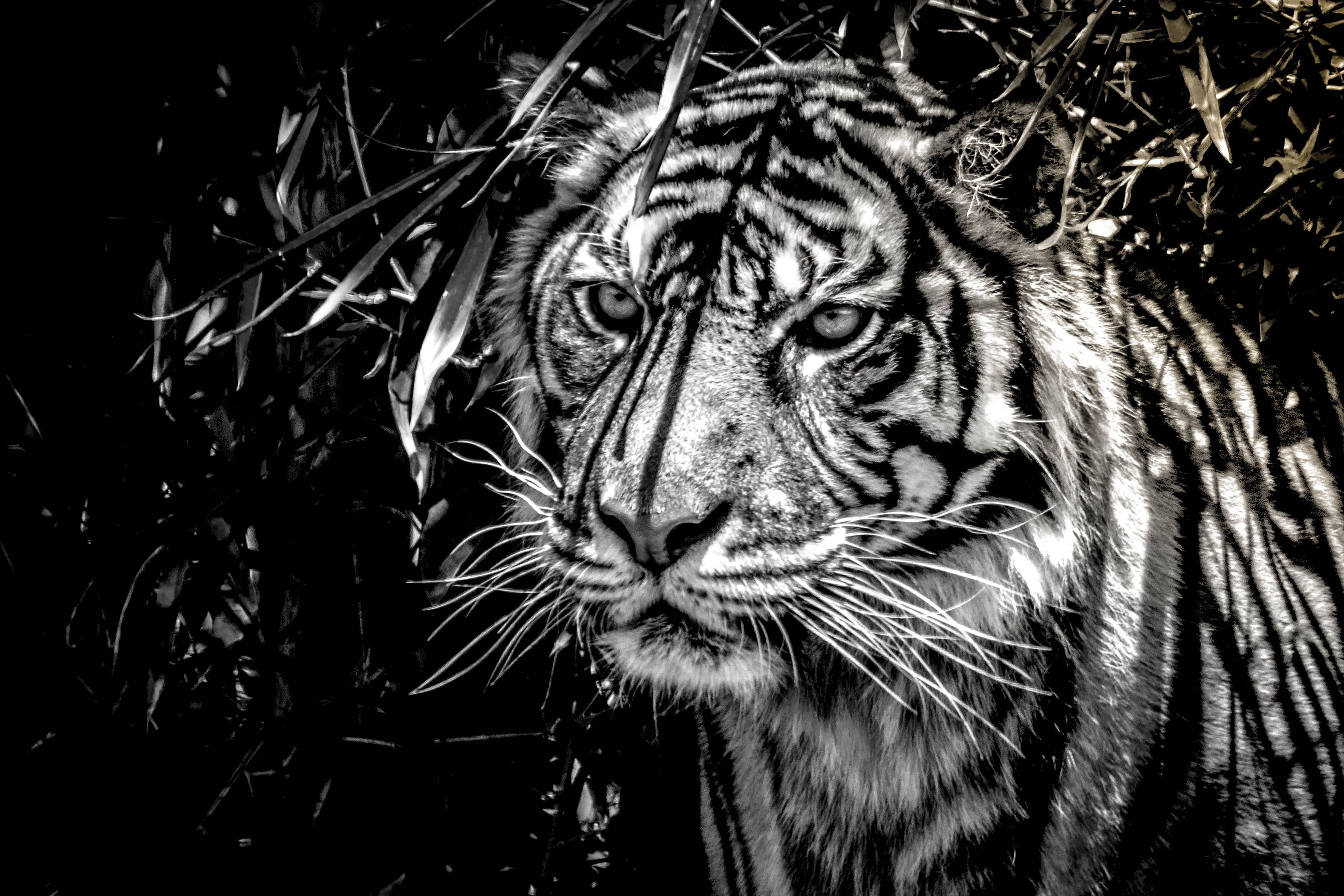 leopard, animals, vertebrate, tiger, animal head, safari, mammal, blackandwhite, animal body part, no people, animals in the wild, whisker, animal themes, HD Wallpaper
