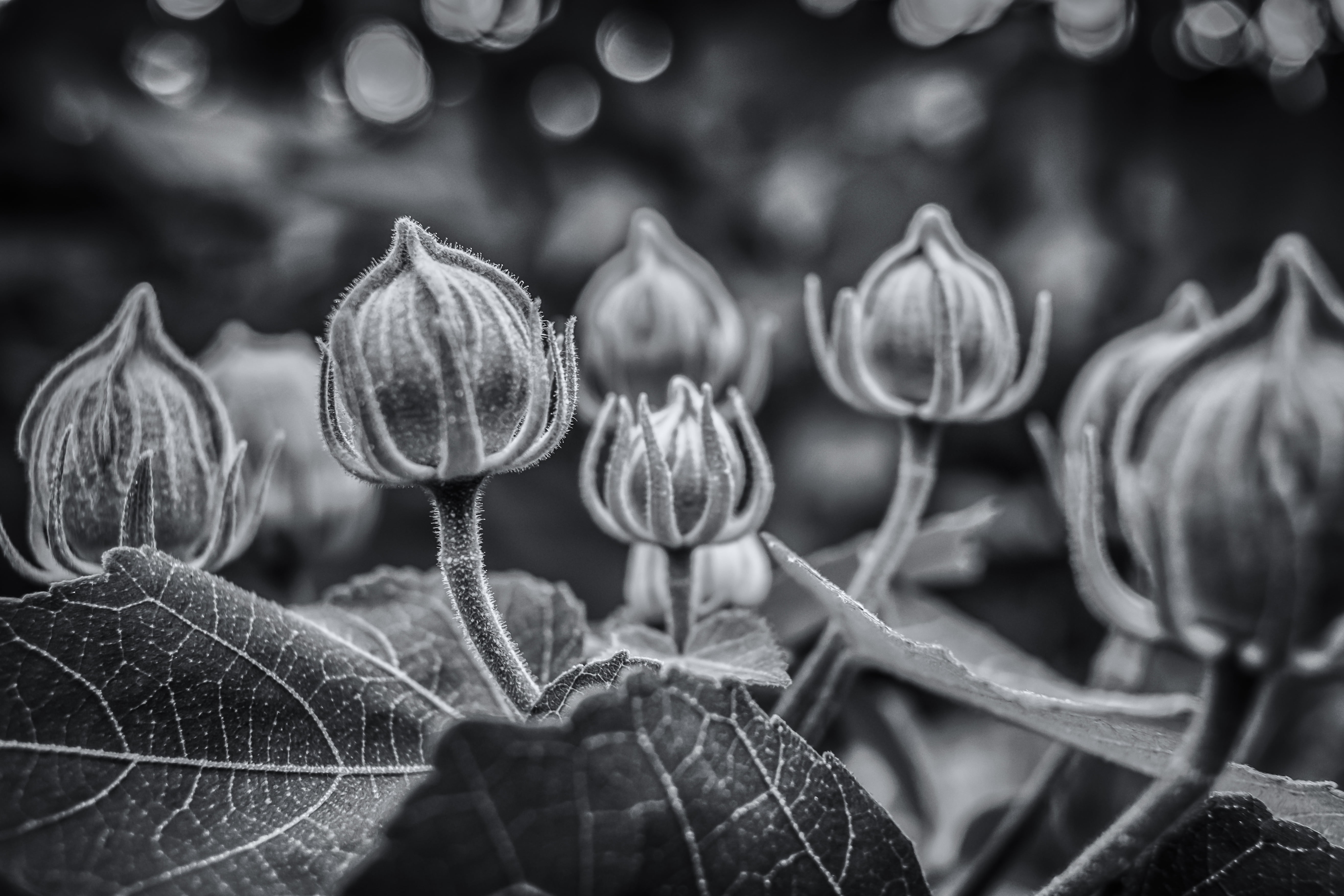Art, nature, canon, photography, 5K, Thailand, monochrome, strong, grayscale, travel, flower  garden, blackandwhite, Flower Power, plant, flowers, HD Wallpaper