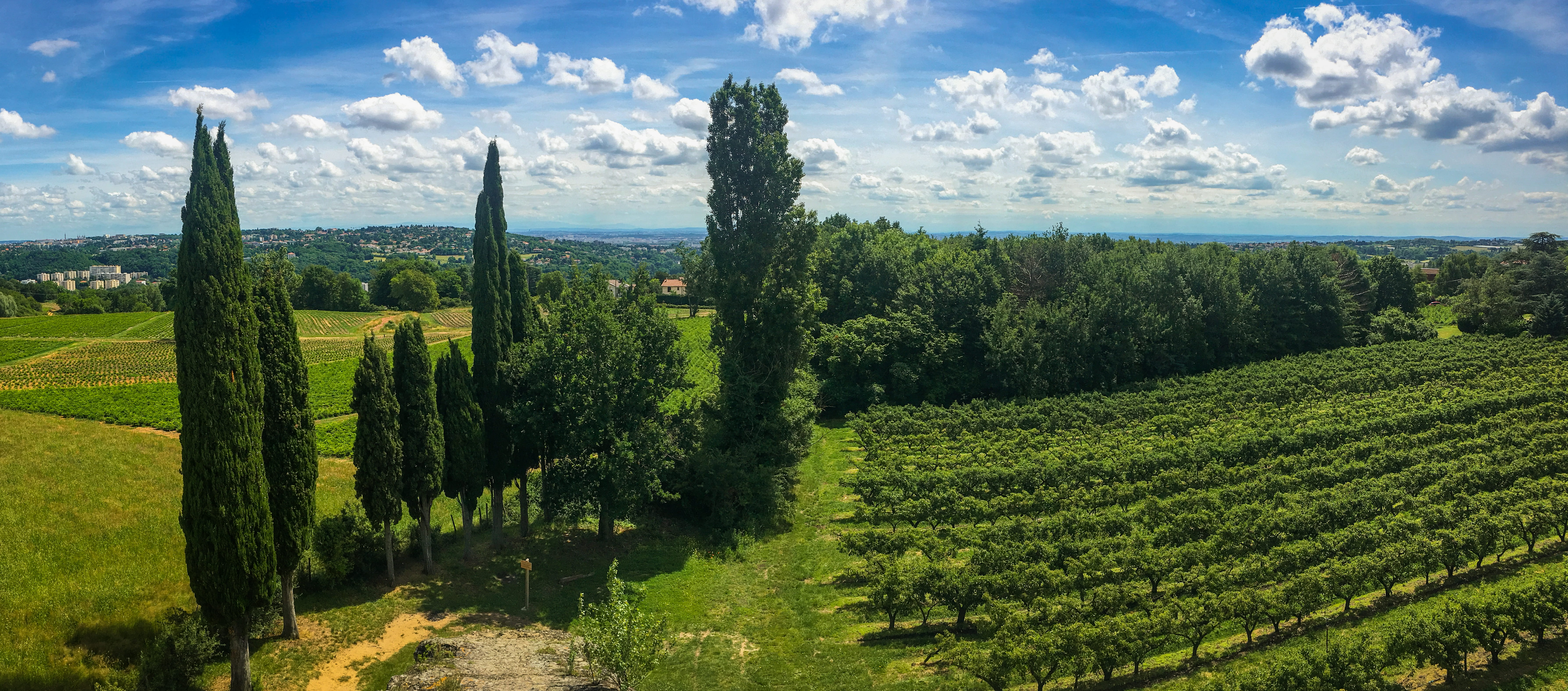 lyon, plant, vine, outdoors, green color, no people, countryside, land, onlylyon, 5K, tranquility, gier, beaunant, landscape, chaponost, campagne, tranquil scene, HD Wallpaper