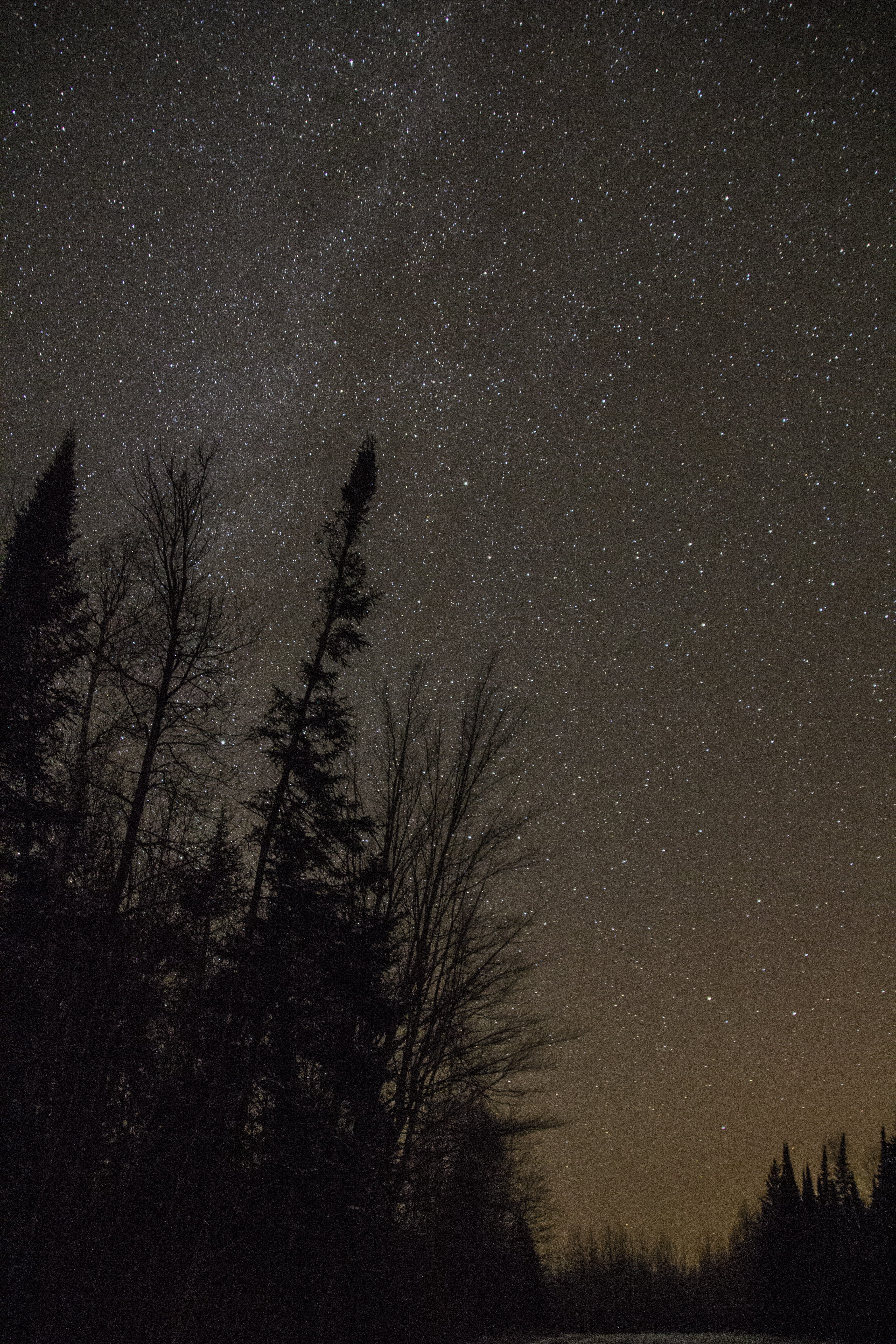 tranquil scene, epiphany, no people, space and astronomy, tree, star Field, silhouette, forest, space, star, galaxy, constellation, bare tree, Trees, Stars, Phone HD Wallpaper