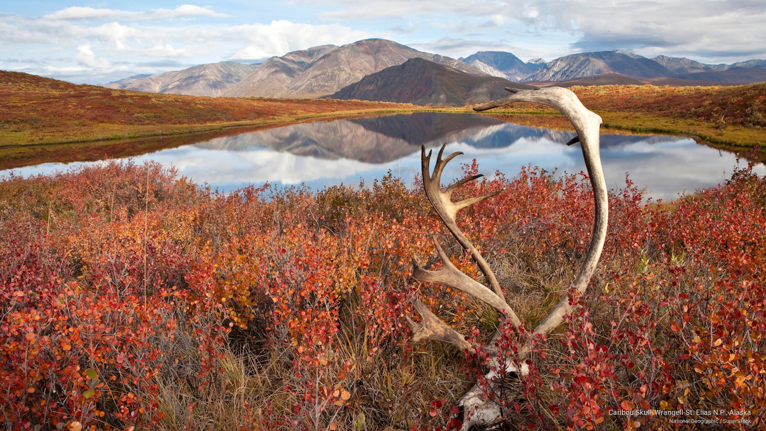 wrangell, 2K, skull, elias, caribou, st, n, National Parks, p, alaska, HD Wallpaper