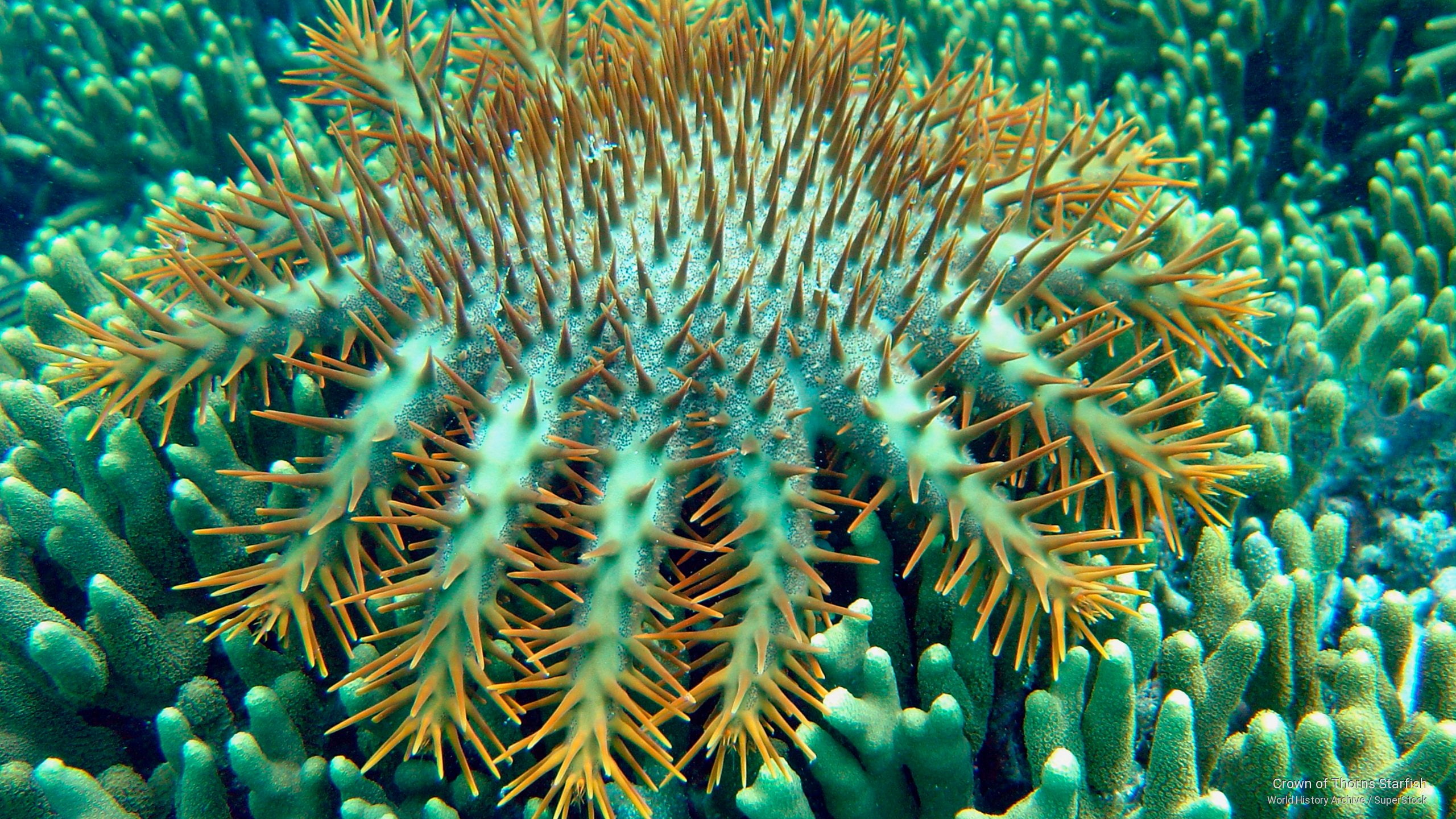 thorns, crown, 2K, starfish, Ocean Life, HD Wallpaper