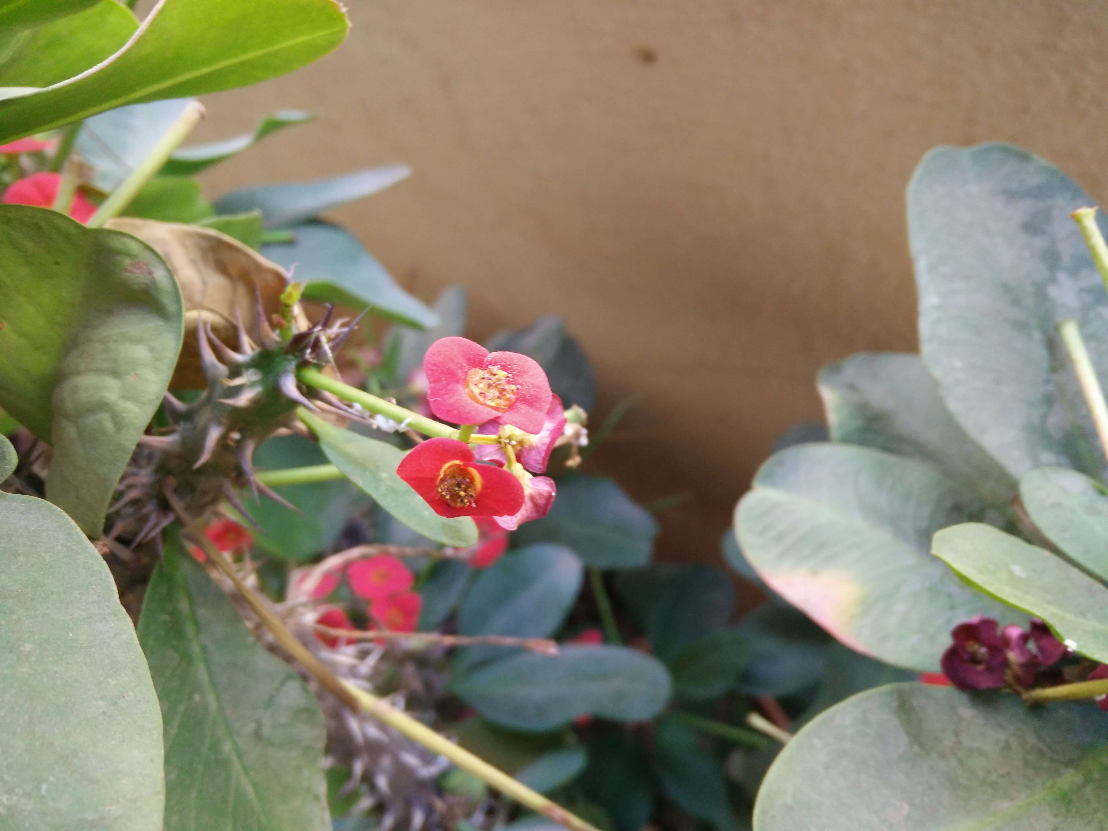 pink color, flowering plant, day, plant, christ thorn, euphorbia milii, flower head, crown thorns, petal, freshness, close-up, succulent plant, beauty in nature, HD Wallpaper