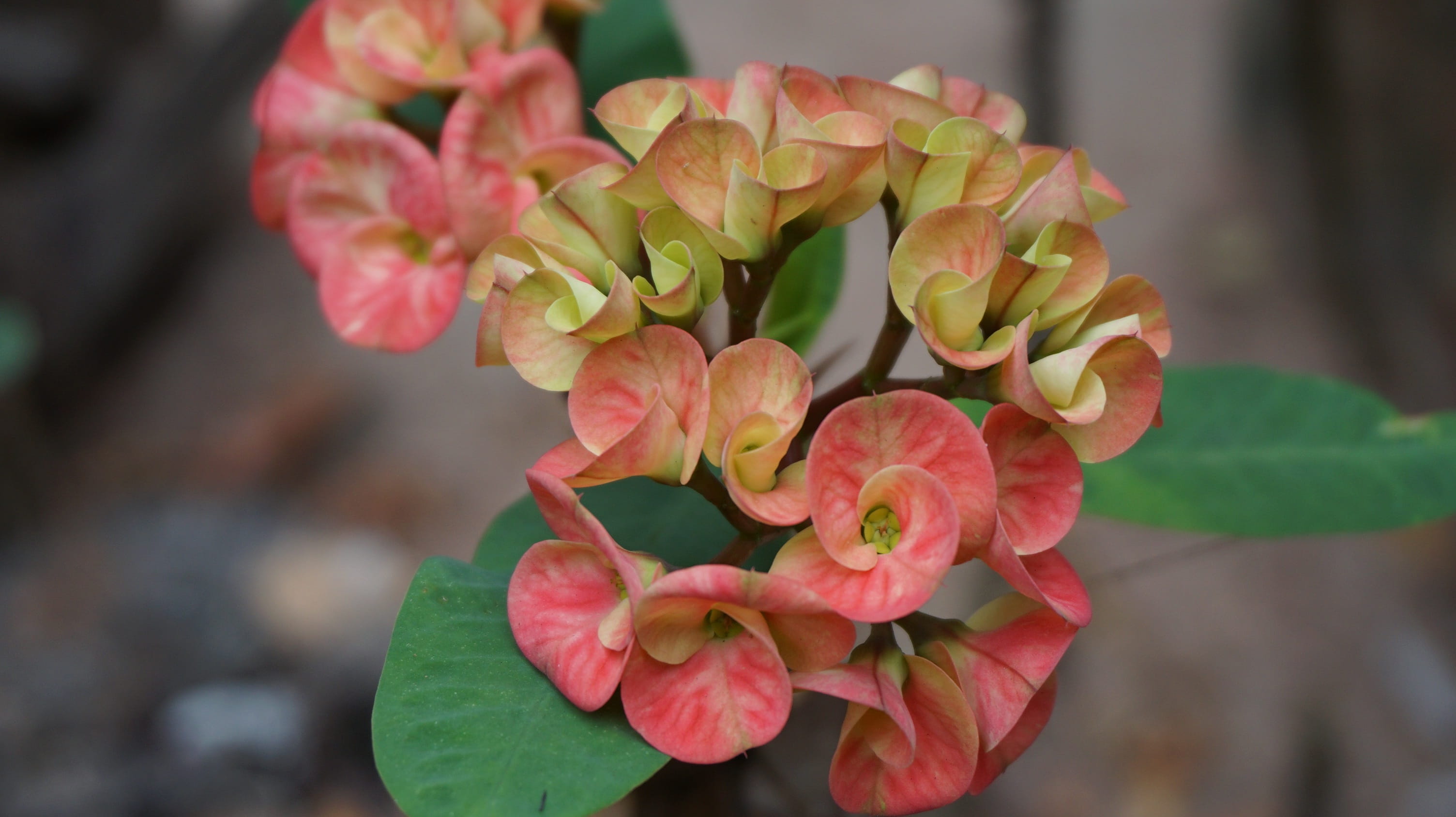 fragility, growth, christ thorn, Eight Immortals, crown of thorns, Tropical, leaf, no people, plant, exotic, outdoors, petal, Flowers, garden, flower head, HD Wallpaper