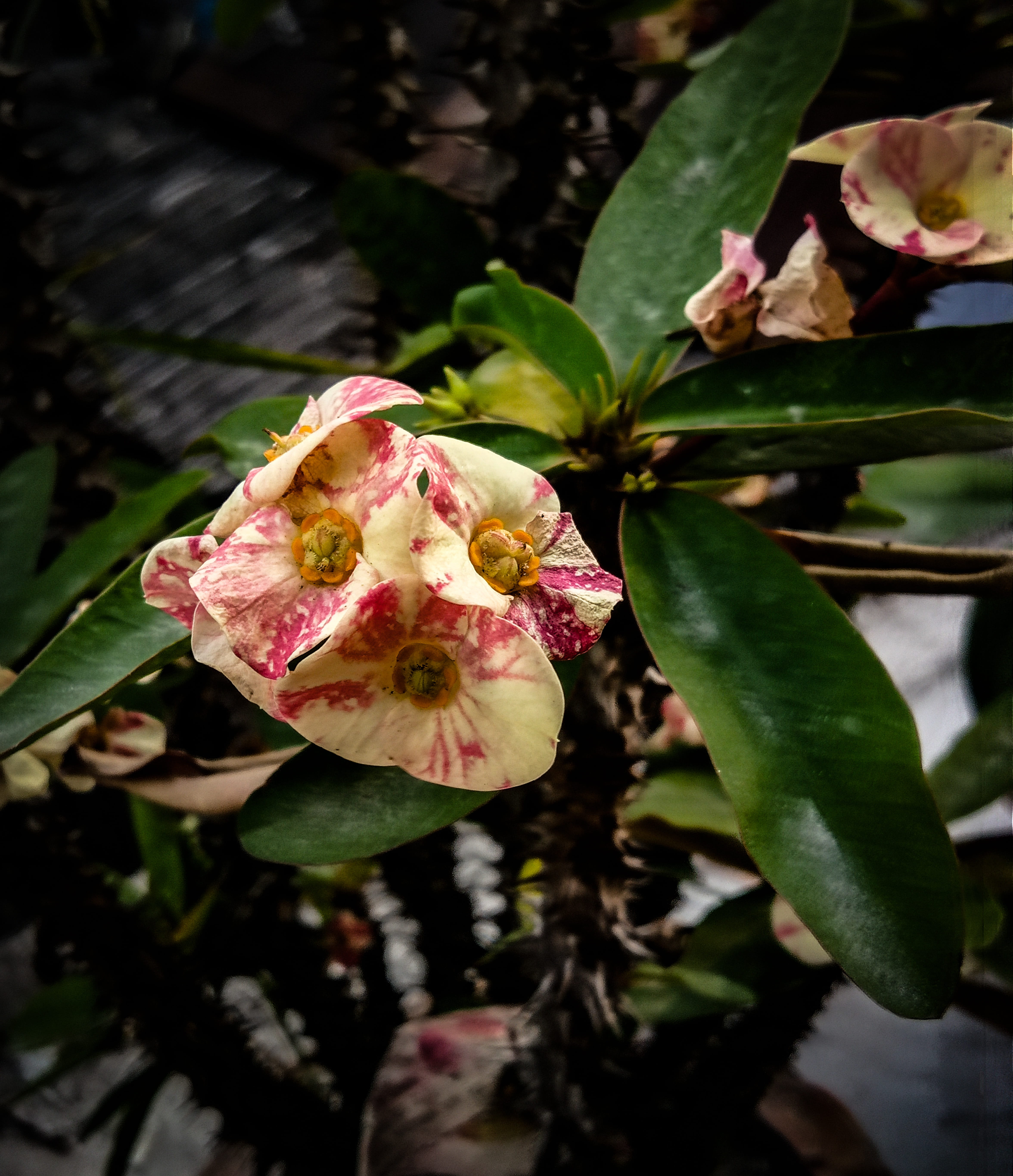 vulnerability, freshness, day, close-up, plant, focus on foreground, peach, flowering plant, crown of thorns, fragility, outdoors, garden, euphorbia milii, Phone HD Wallpaper
