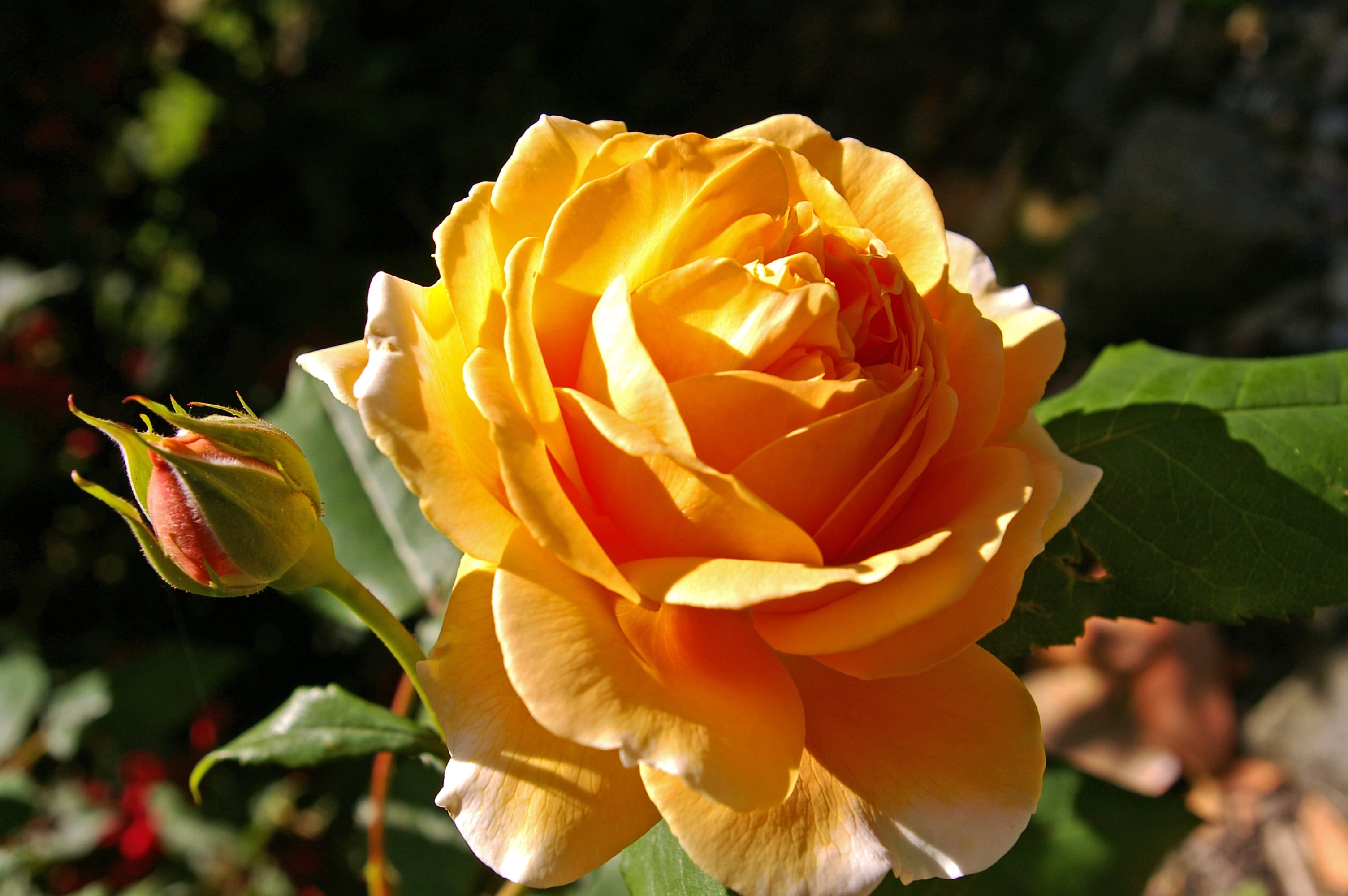 plant, outdoors, beauty In Nature, romantic, no people, 2K, petal, close-up, inflorescence, garden rose, fragility, plant part, leaf, english rose, flower, HD Wallpaper