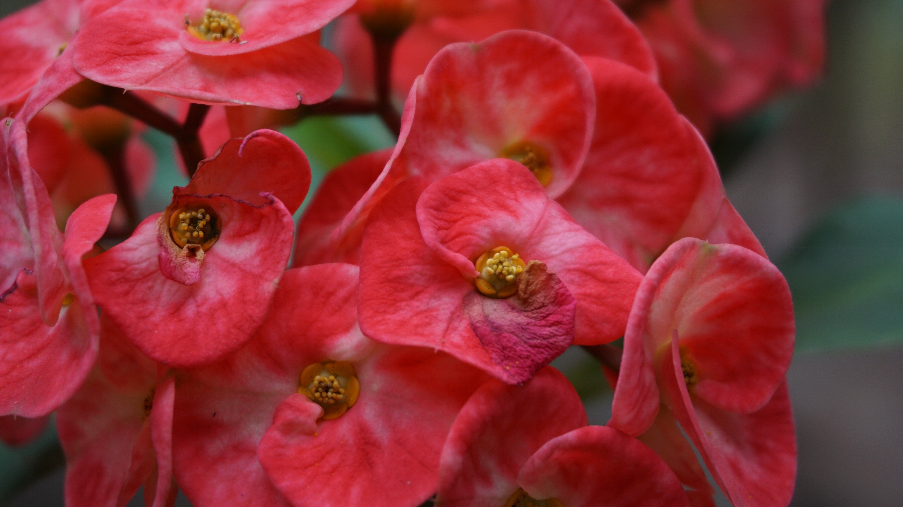 red, 2K, garden, flowers, fragility, invertebrate, flower head, day, tropical, flower, christ thorn, pink, plant, petal, eight immortals, pollen, no people, HD Wallpaper
