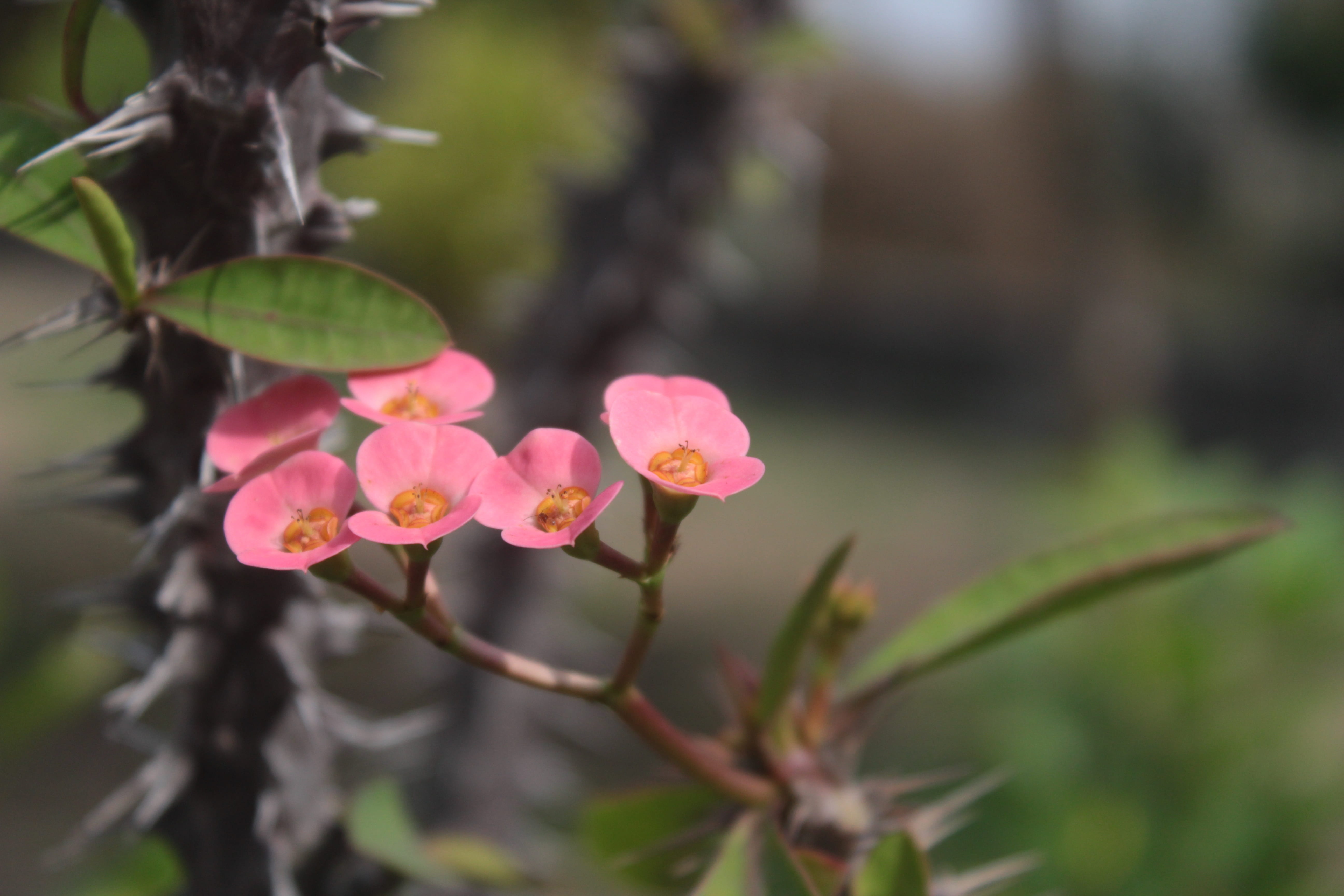 nature, flower head, flowers, no people, prickly, growth, freshness, leaf, pink color, thorns, beauty in nature, focus on foreground, fragility, flowering plant, HD Wallpaper