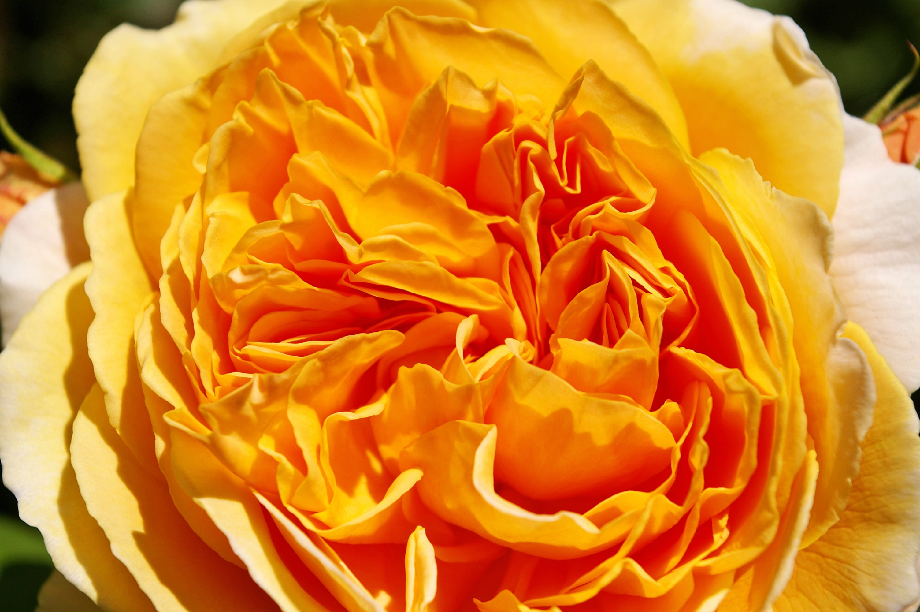 inflorescence, bed of roses, rose - flower, bud, thorns, petal, rank structure, romantic, bed, garden, focus on foreground, rose, 2K, vulnerability, blossom, HD Wallpaper