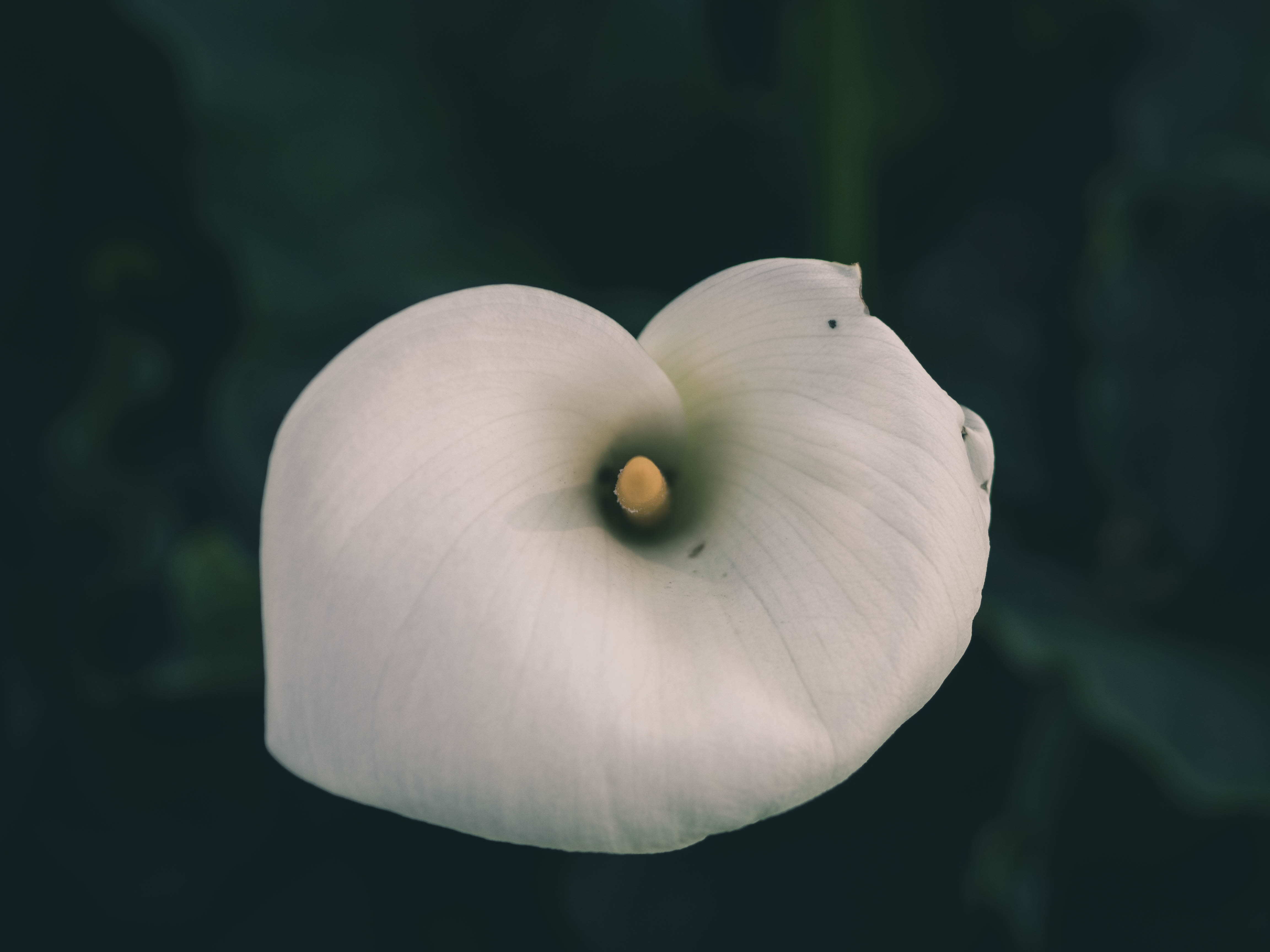 plant, flower head, growth, macro, pollen, day, 4K, flower, vulnerability, up, flowering plant, fragility, closeup, royal monastery of brou, ambiance, HD Wallpaper