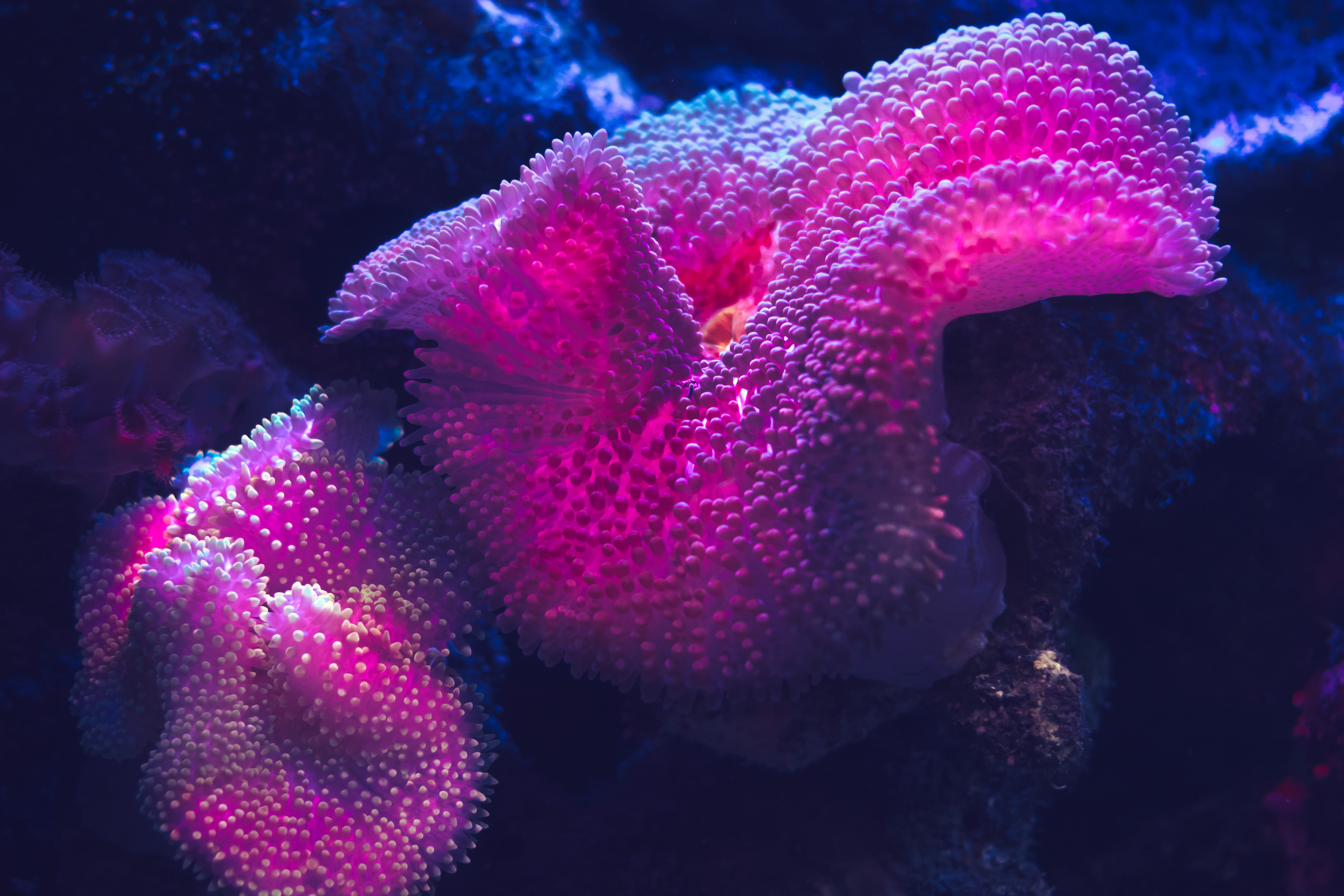 no people, 5K, close-up, animal themes, Mexico, nature, underwater, invertebrate, ecosystem, coral, fish, sea life, undersea, beauty in nature, water, HD Wallpaper