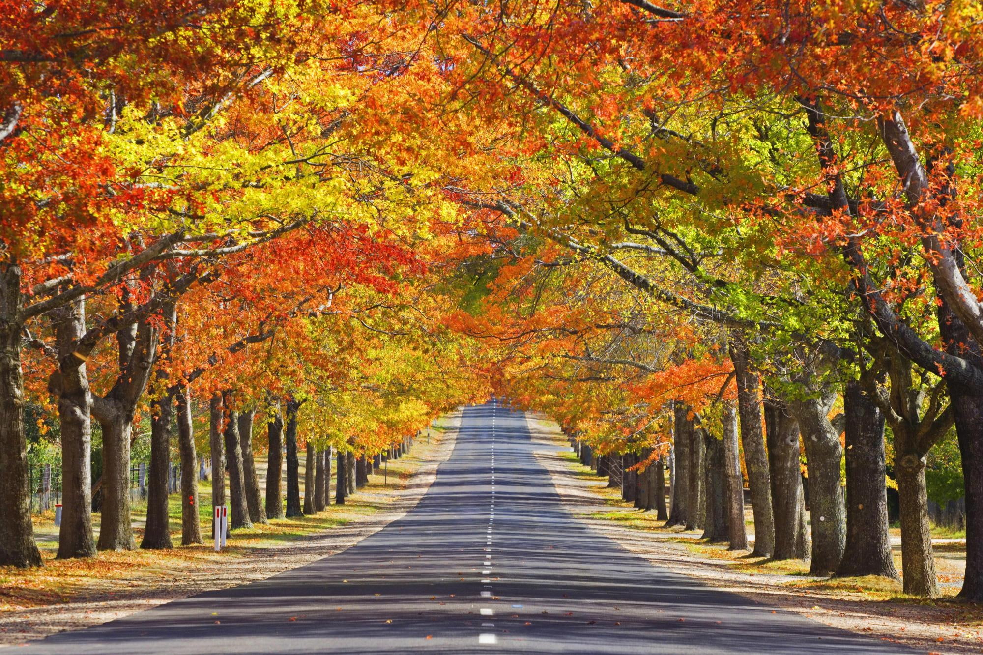 road, parh, avenue, 1080P, memorial, autumn, 3d and abstract, nature, HD Wallpaper