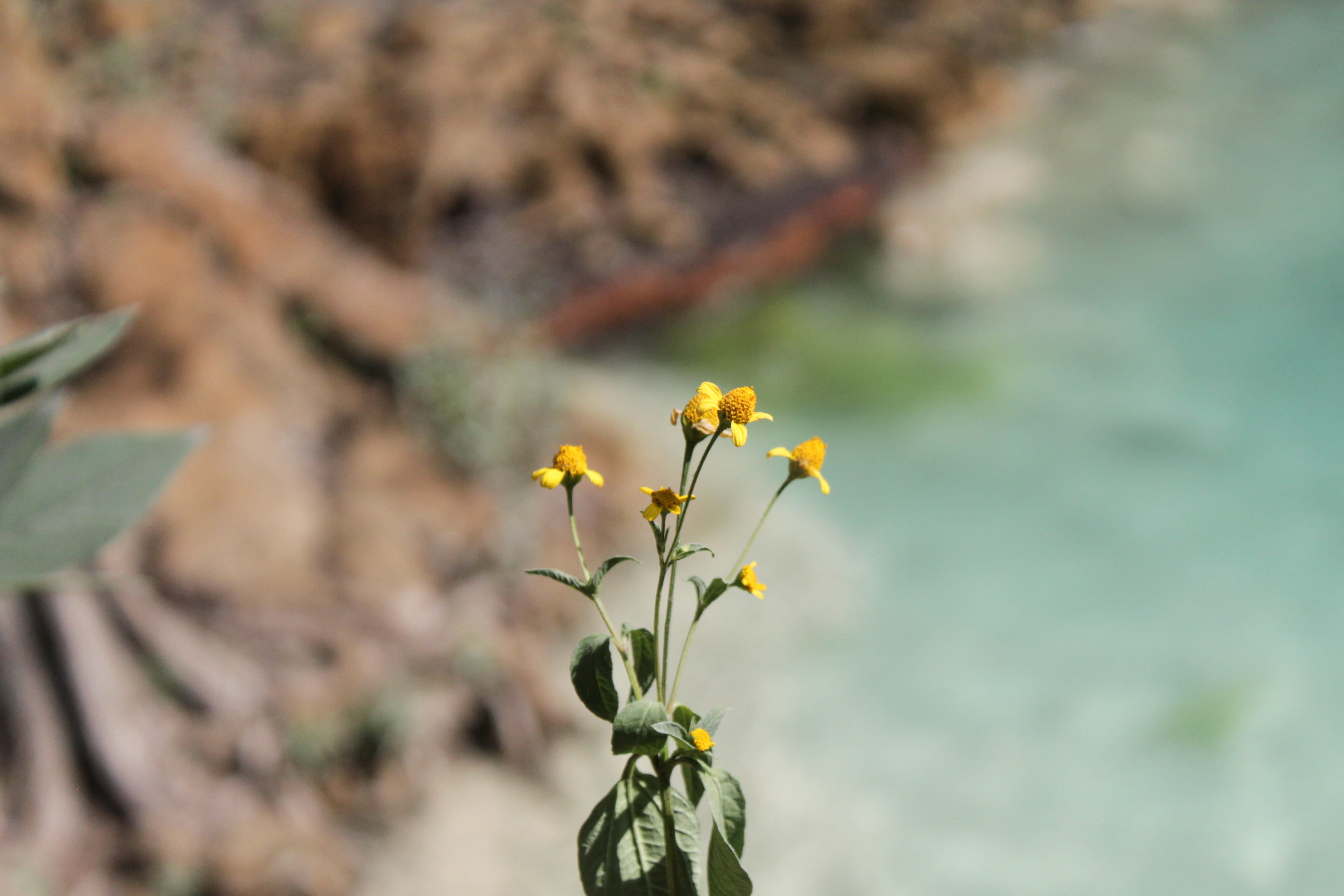 4K, blue, vulnerability, inflorescence, yellow, outdoors, agua azul, chiapas, springtime, plant, beauty in nature, plant part, flower, growth, selective focus, HD Wallpaper