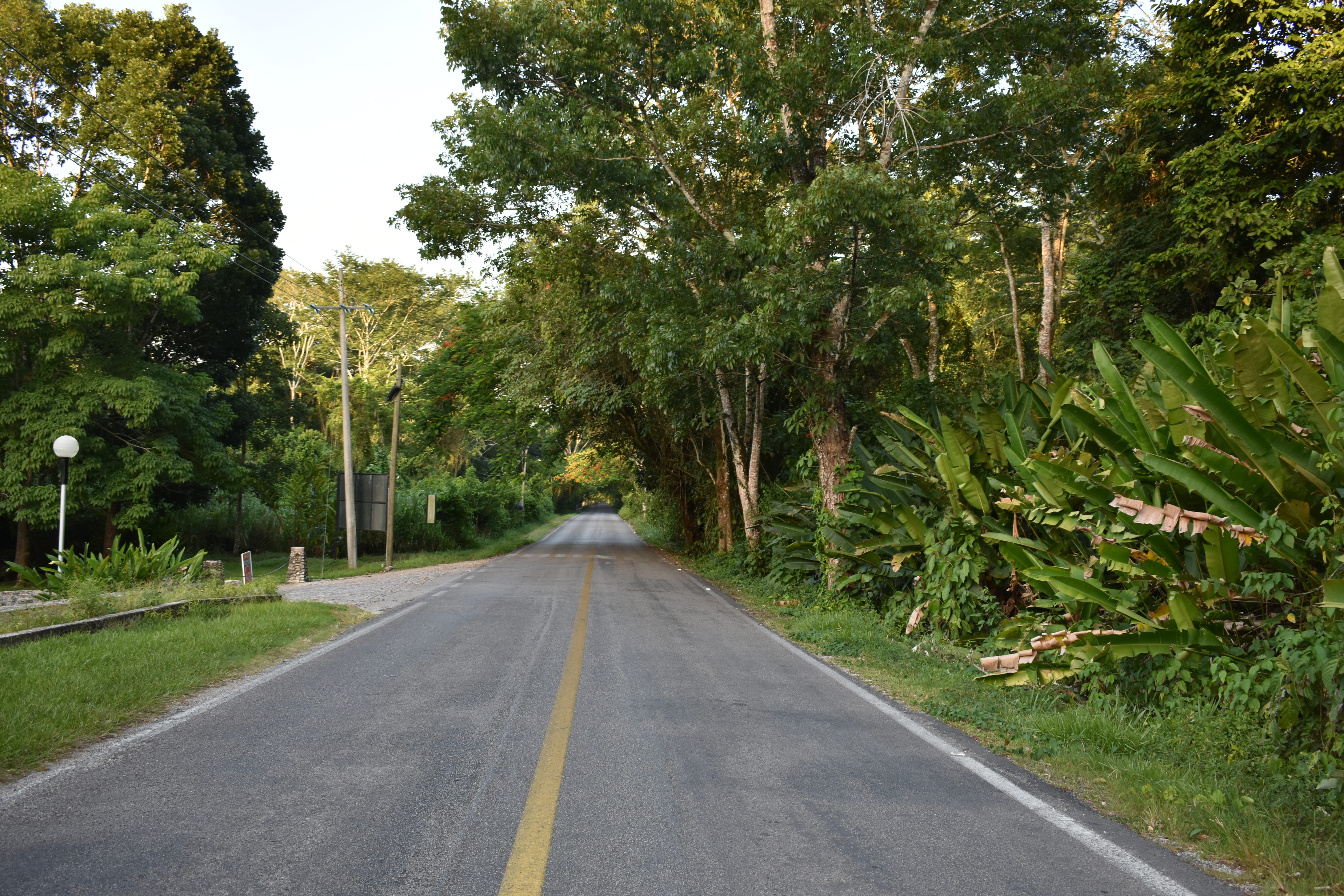 chiapas, no people, tree, mexico, nature, plant, beauty in nature, asphalt, tree trunk, the way forward, walk, 5K, building, green color, dividing line, HD Wallpaper
