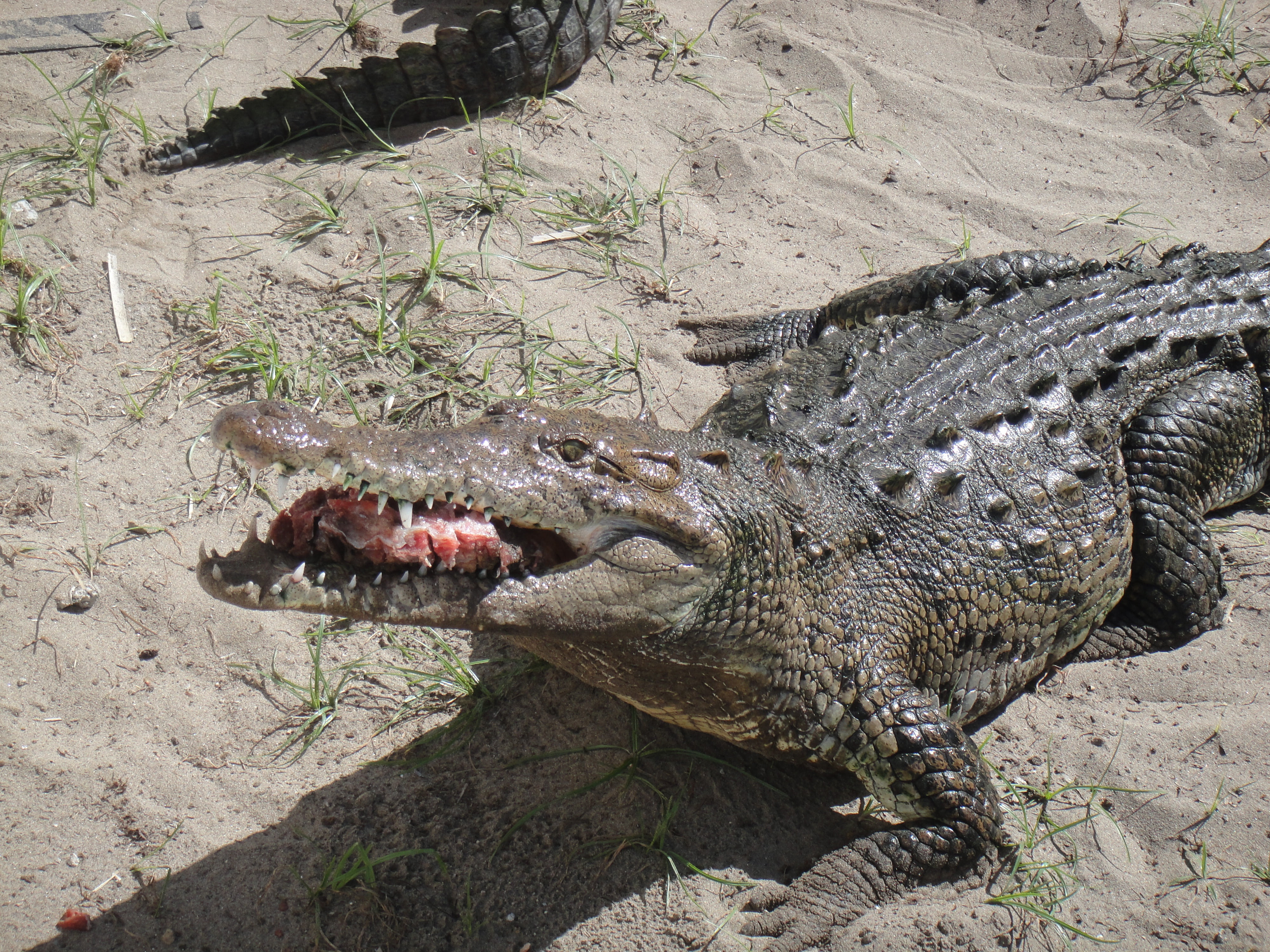 warning sign, sign, water, 4K, communication, animal head, animal wildlife, animals in the wild, chiapas, nature, day, outdoors, animal, feeding, iguana, HD Wallpaper