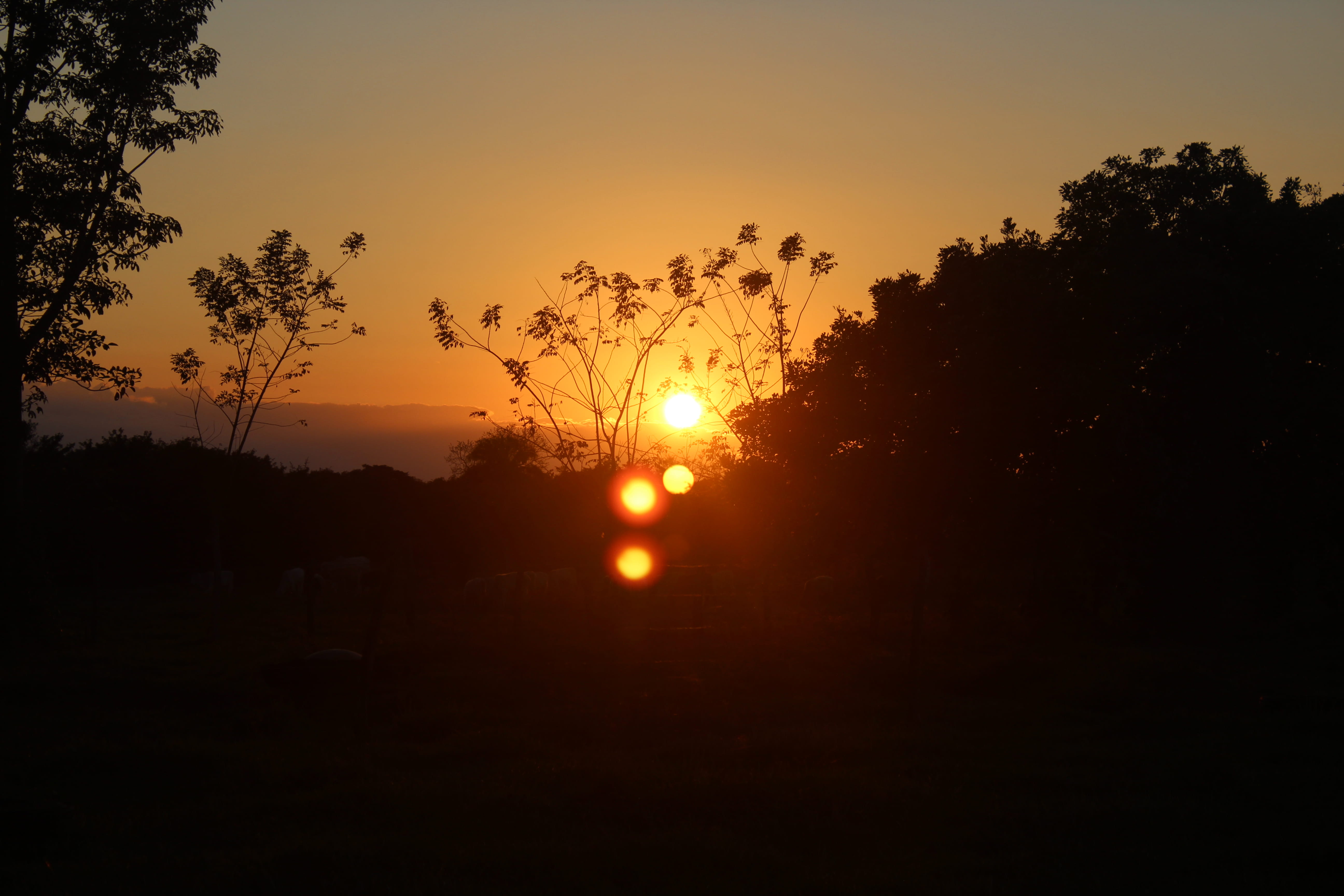 tranquil scene, sun, tree, scenics - nature, growth, sky, silhouette, sunset, tranquility, copy space, 5K, san jorge ranch, orange color, outdoors, mexico, HD Wallpaper
