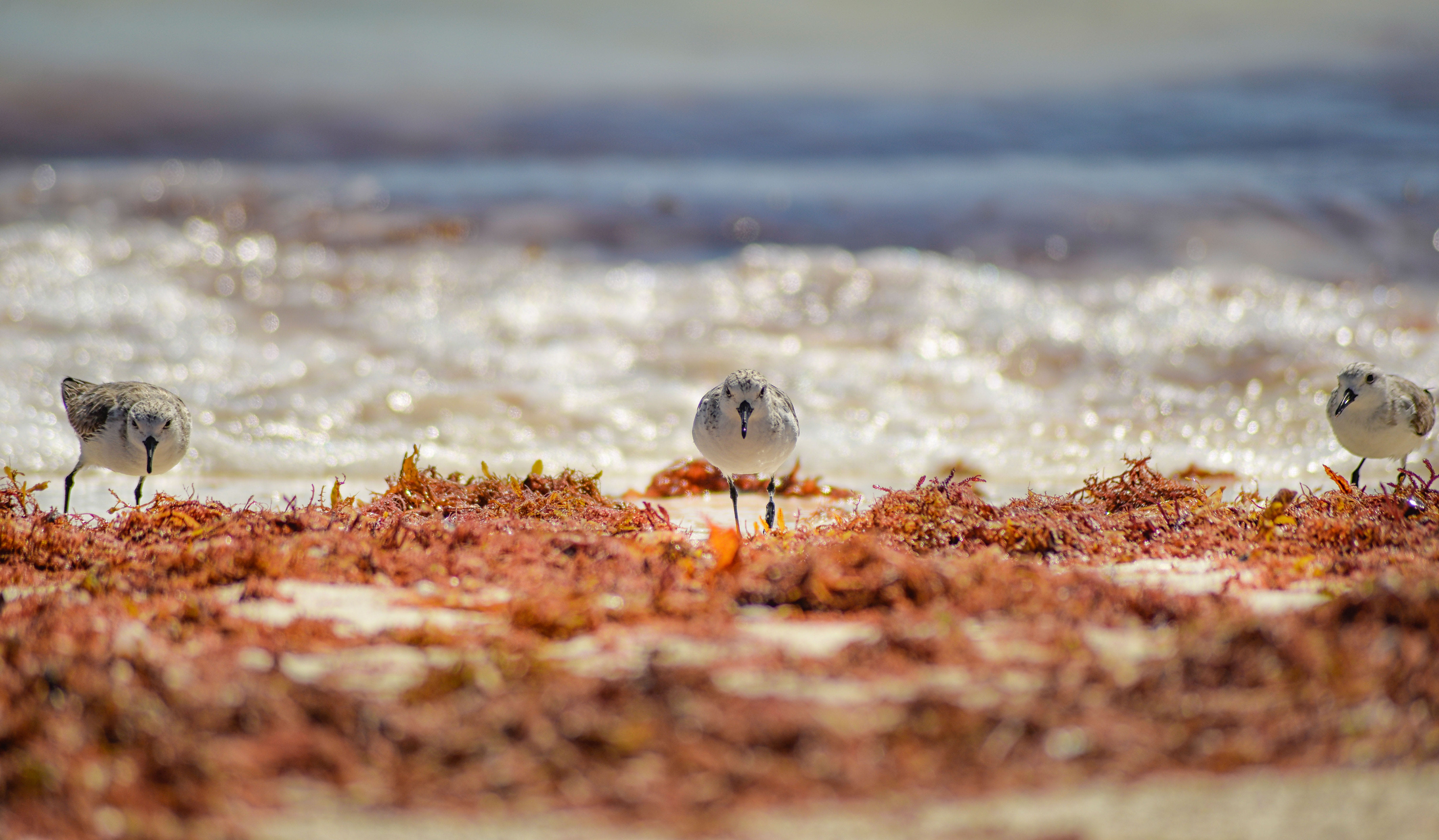 living, animals in the wild, exploring, nature, explore, animal family, outdoors, quintana roo, land, three animals, animals, no people, beach, wing, mexico, HD Wallpaper