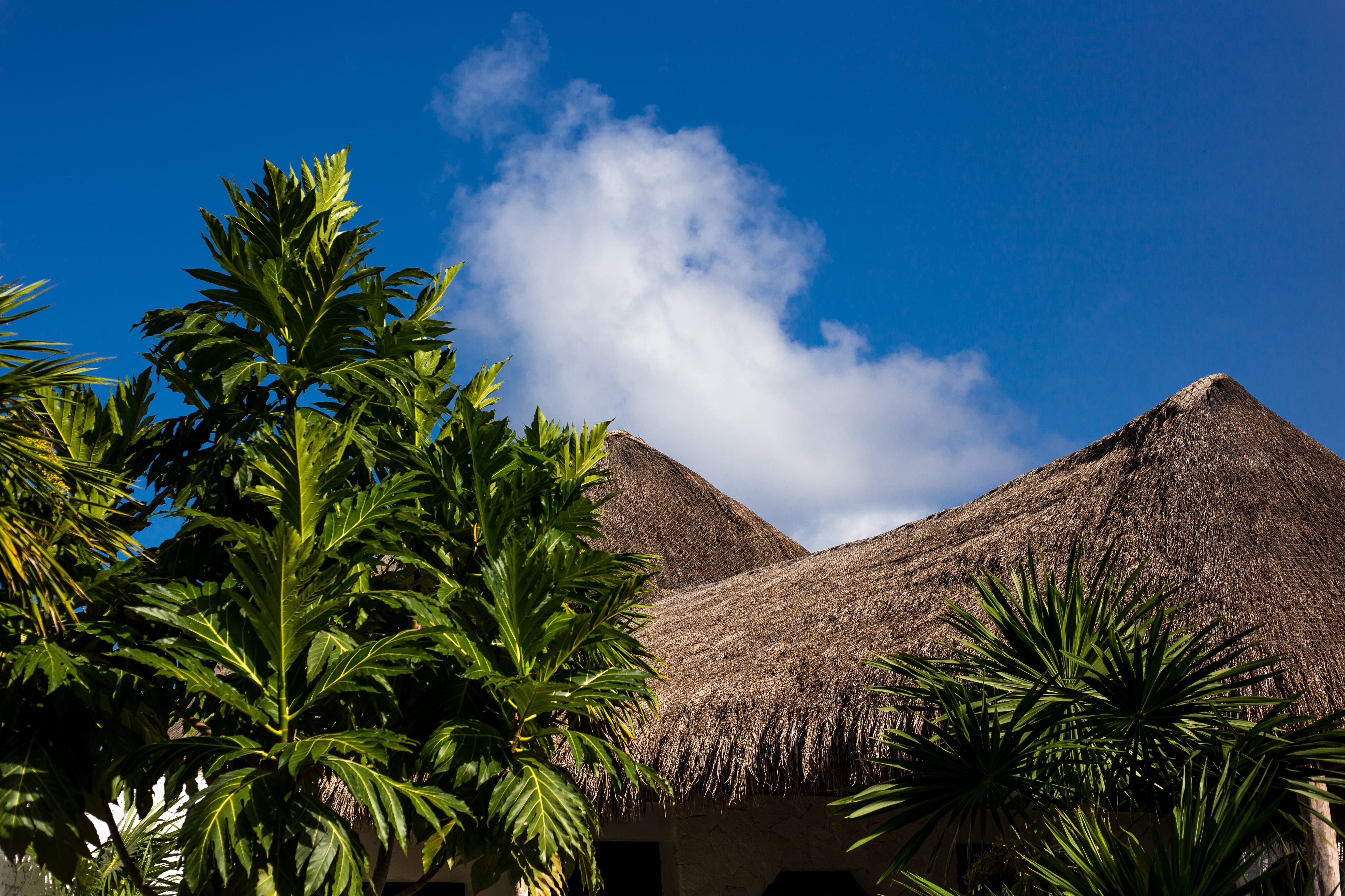 cloudy, building, no people, tulum, low, palm tree, angle, land, rooftop, hut, arbour, green color, plantation, blue, beauty in nature, tropical, travel, HD Wallpaper