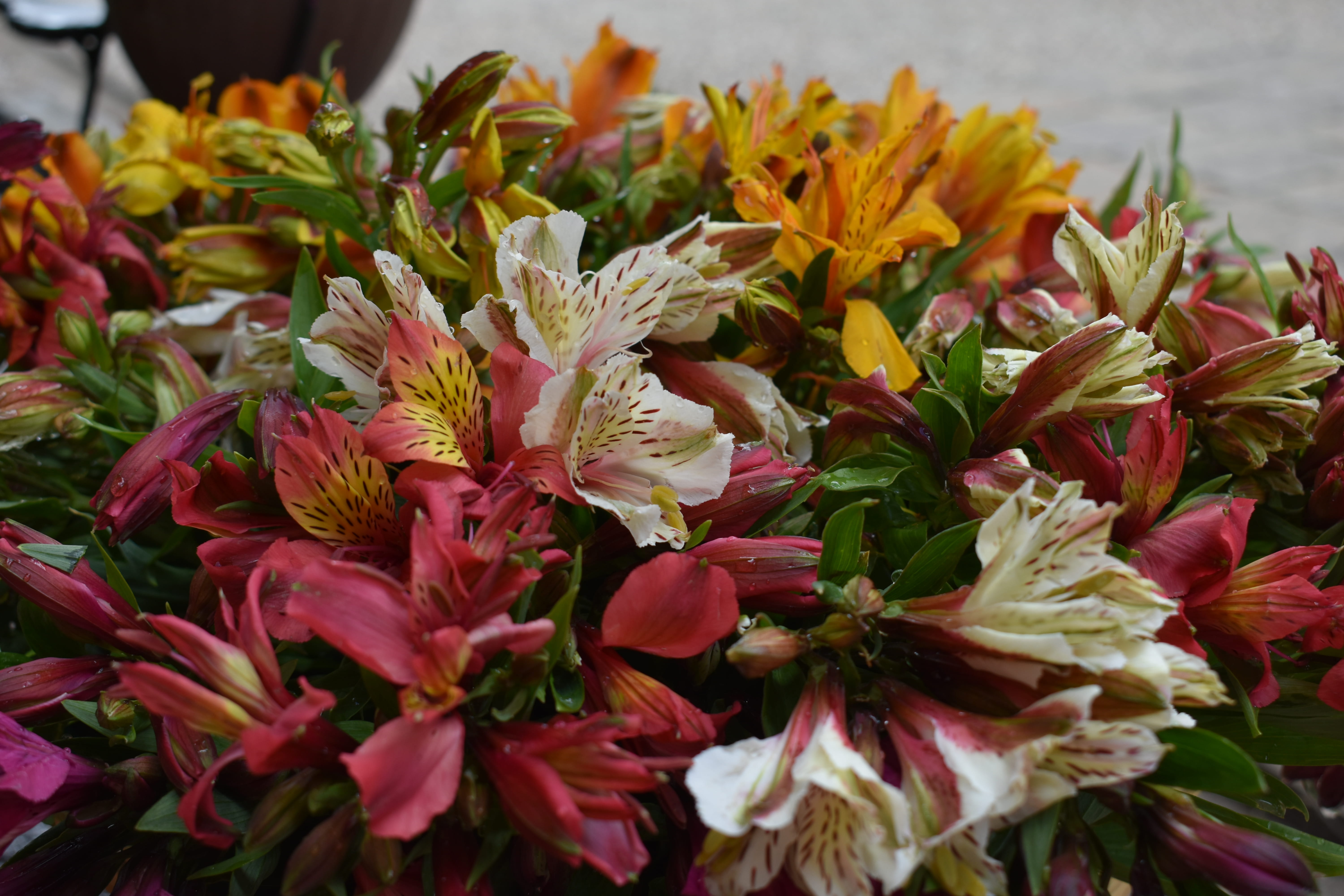 flowers, colors, beauty in nature, 5K, no people, inflorescence, chiapas, flower arrangement, bouquet, freshness, vulnerability, red, petal, fragility, HD Wallpaper