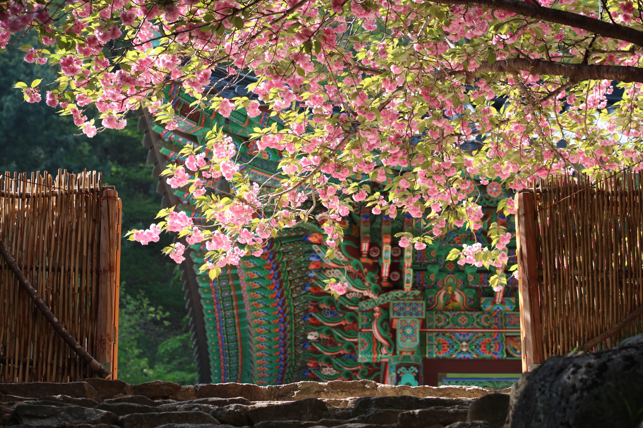 building exterior, freshness, no people, house, mountain, flowering plant, 2K, temple, flowers, wood, pink color, wood - material, stone steps, growth, HD Wallpaper