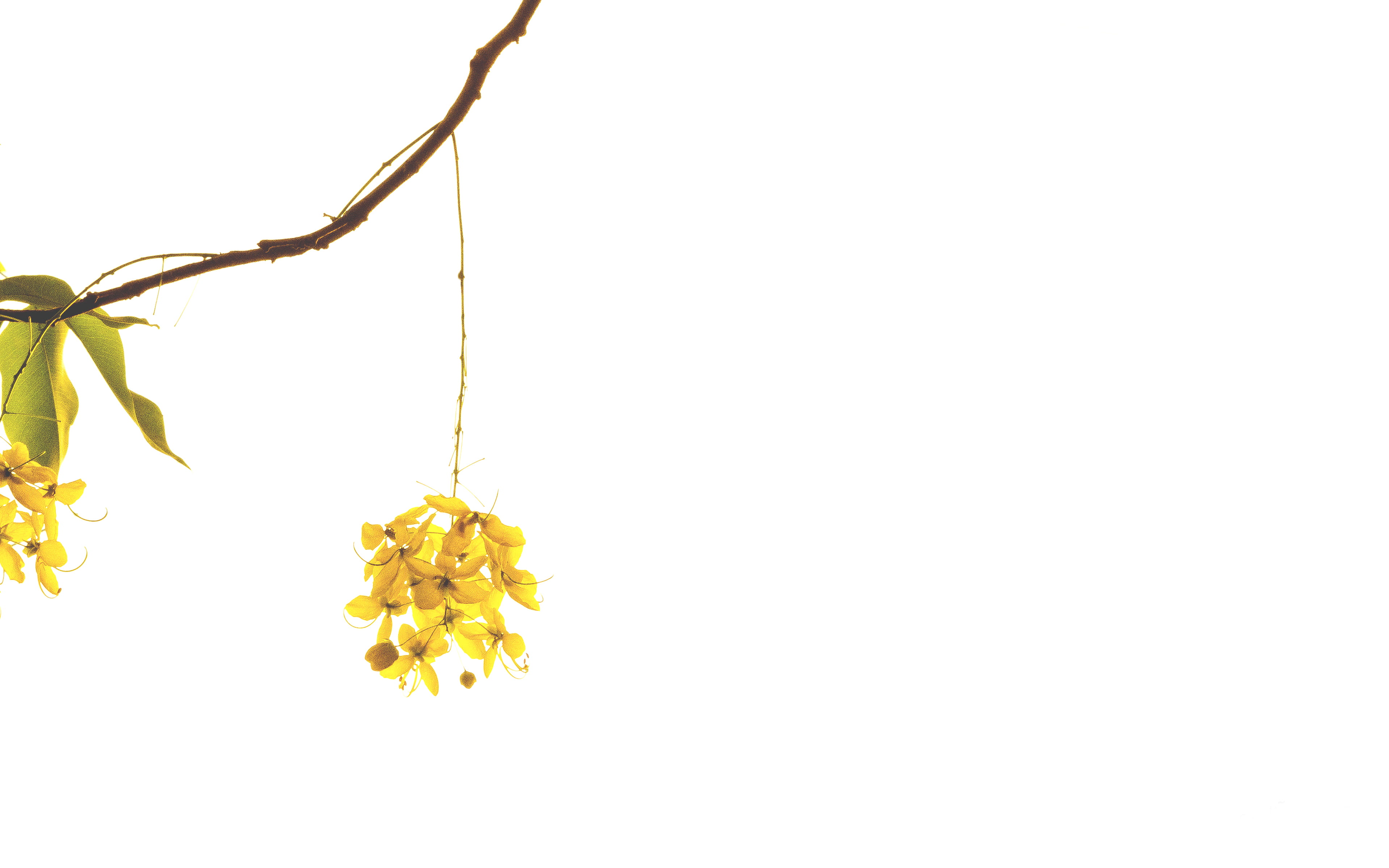 flower head, flowering plant, petal, no people, yellow, 2K, close-up, cut out, flower, indoors, nature, mexico, herbal medicine, poza rica de hidalgo, HD Wallpaper