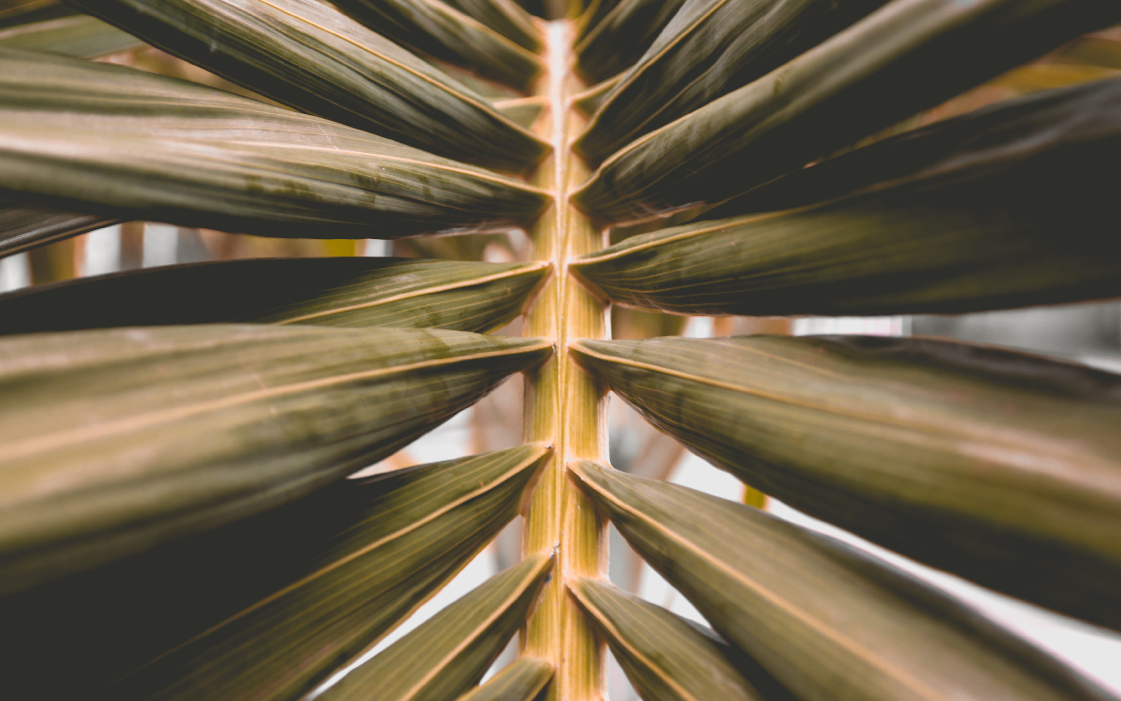 mexico, palm leaf, no people, nature, close-up, tranquility, plant part, outdoors, growth, green color, palm tree, backgrounds, leaf, poza rica de hidalgo, HD Wallpaper