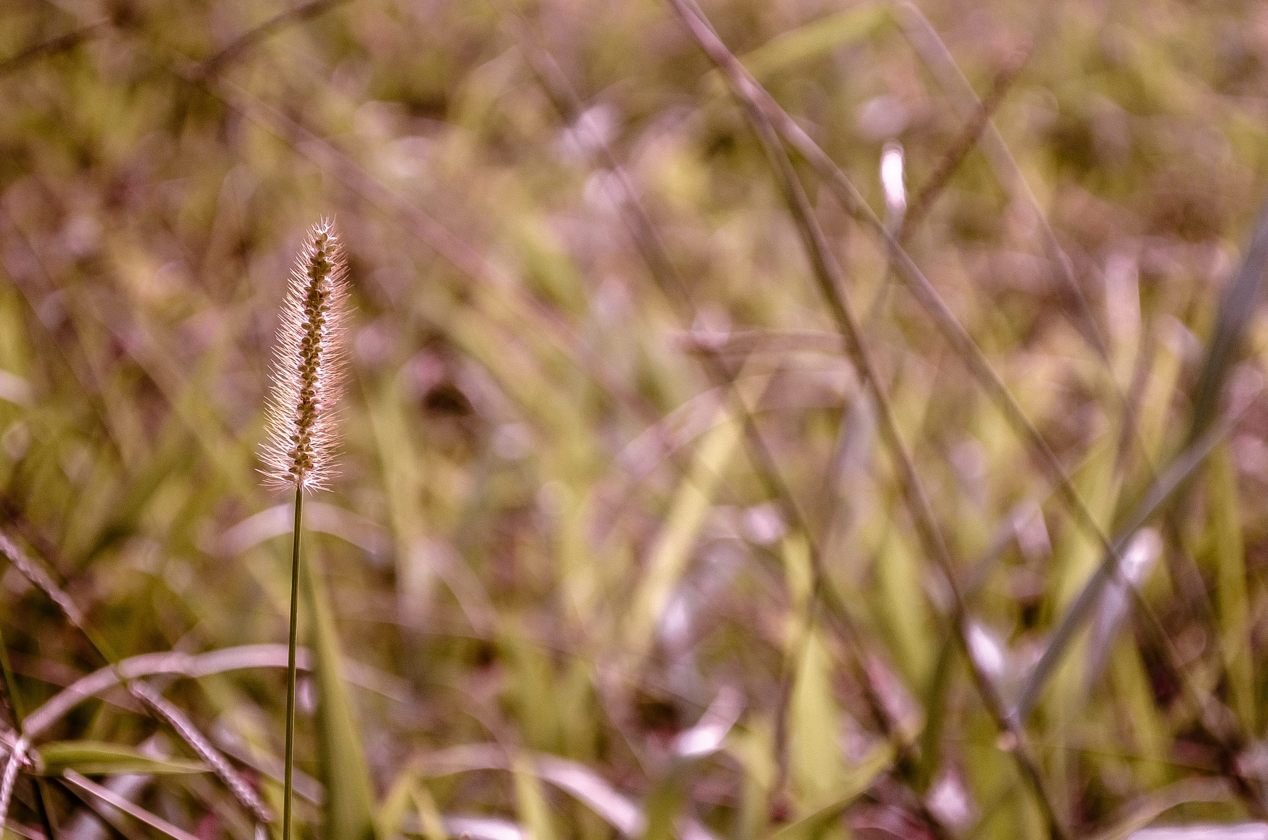 outdoors, poza rica de hidalgo, pasto, 4K, plant stem, nature, freshness, focus on foreground, flowering plant, mexico, no people, vulnerability, selective focus, HD Wallpaper