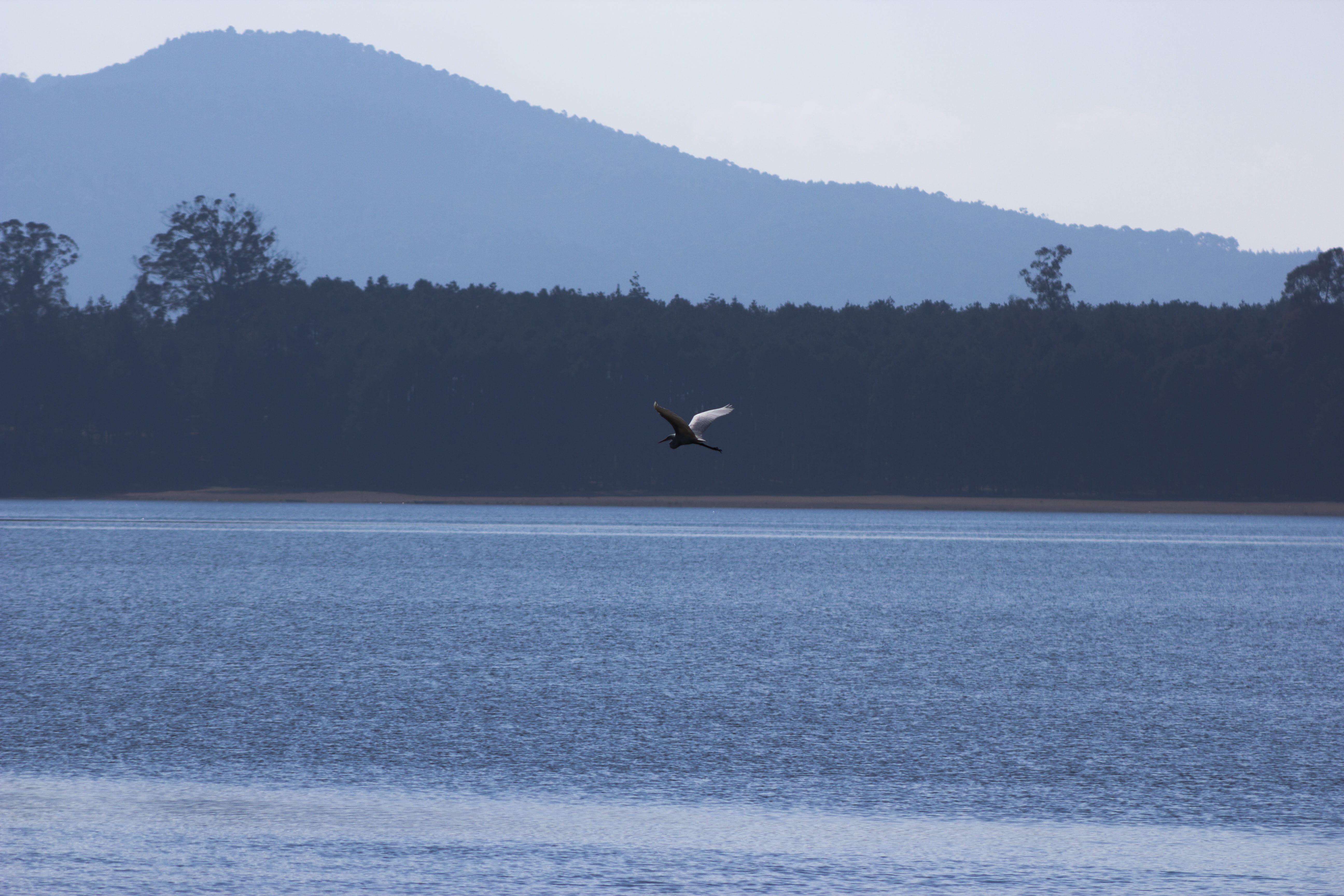 seagull, nature, waterfront, animal themes, forest, mountain, presa, one animal, vertebrate, montañas, trees, lake, bird, 5K, hidalgo, animals in the wild, HD Wallpaper